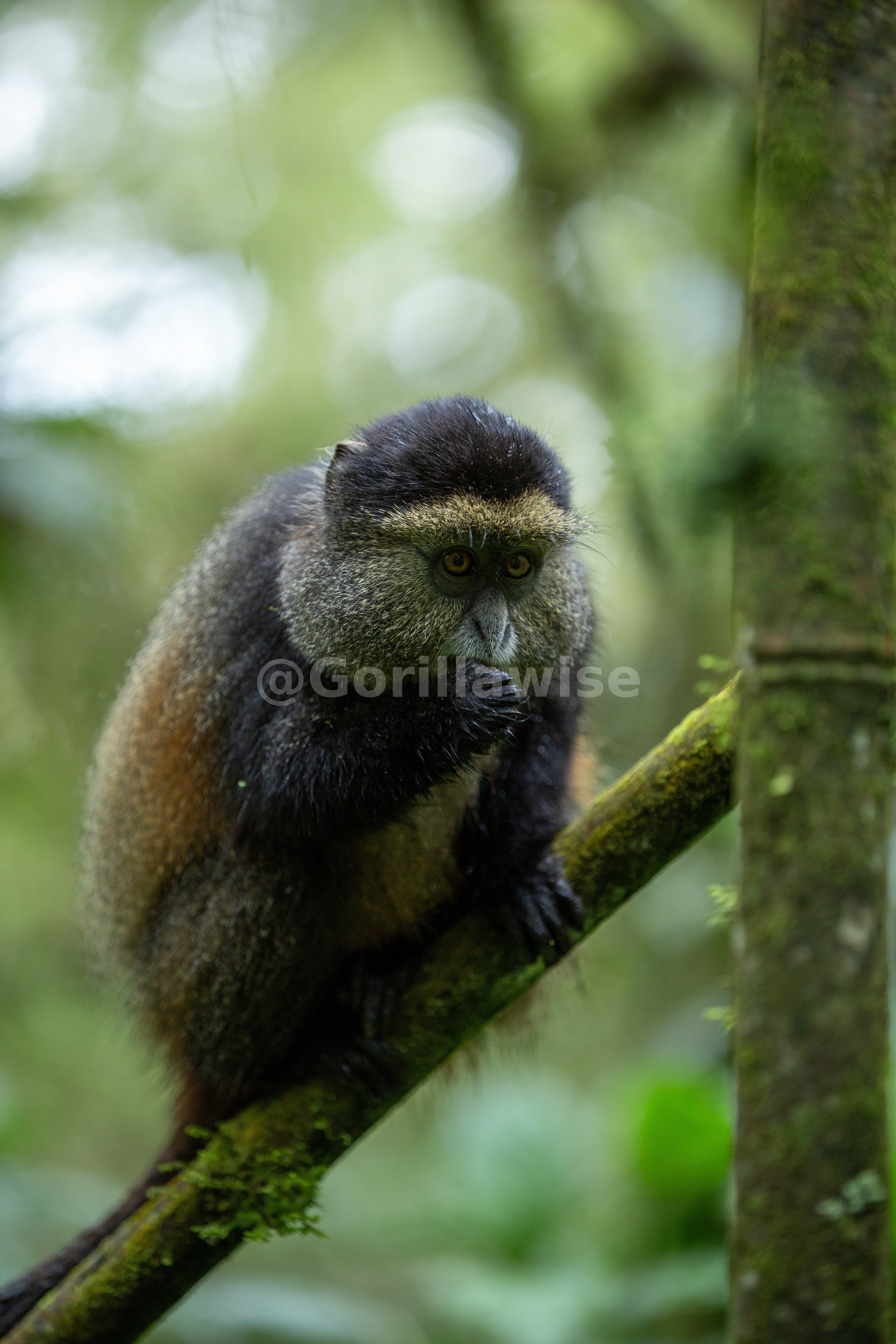 Golden Monkey Trekking