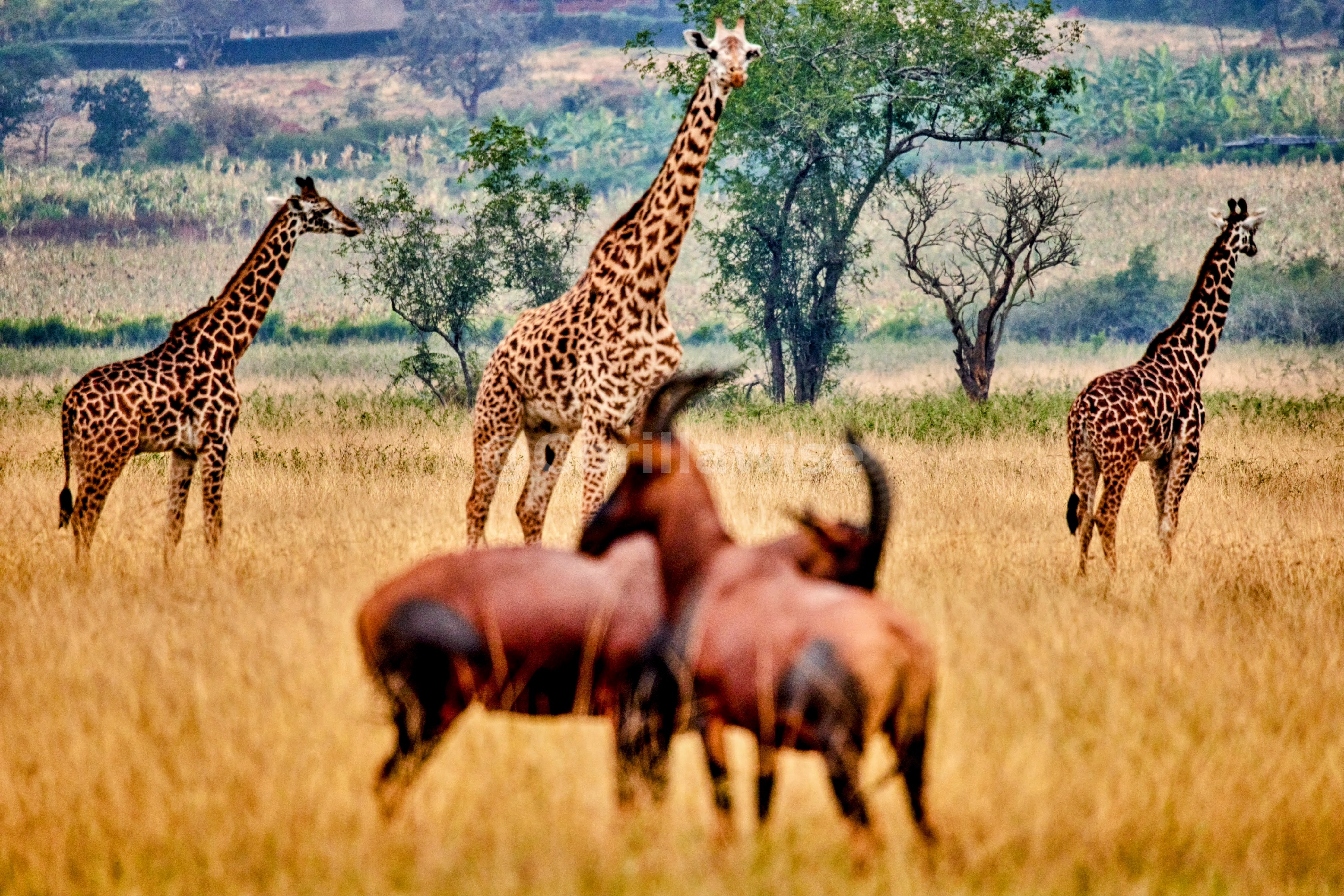Antelope Herd
