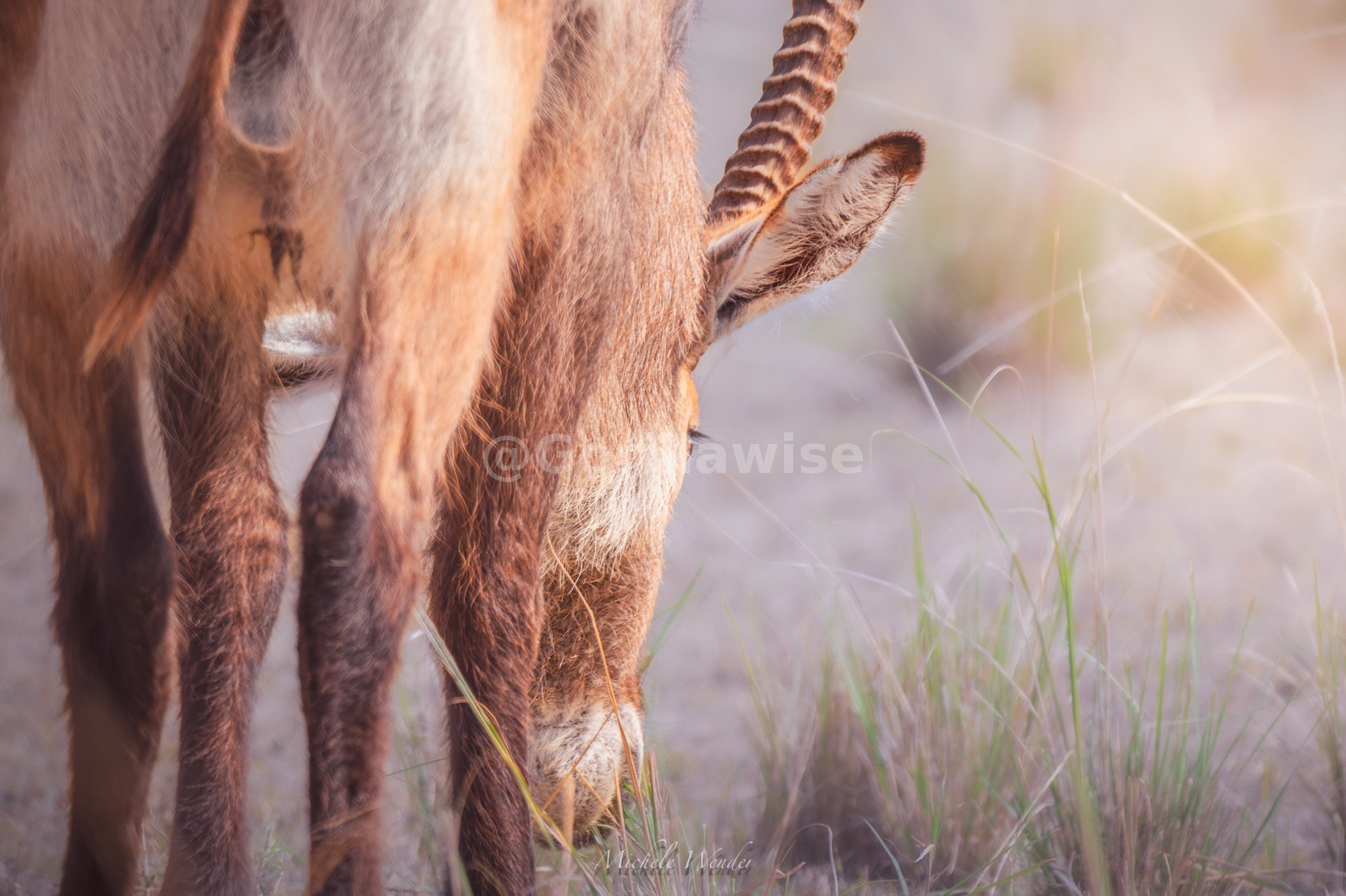 Gazelle