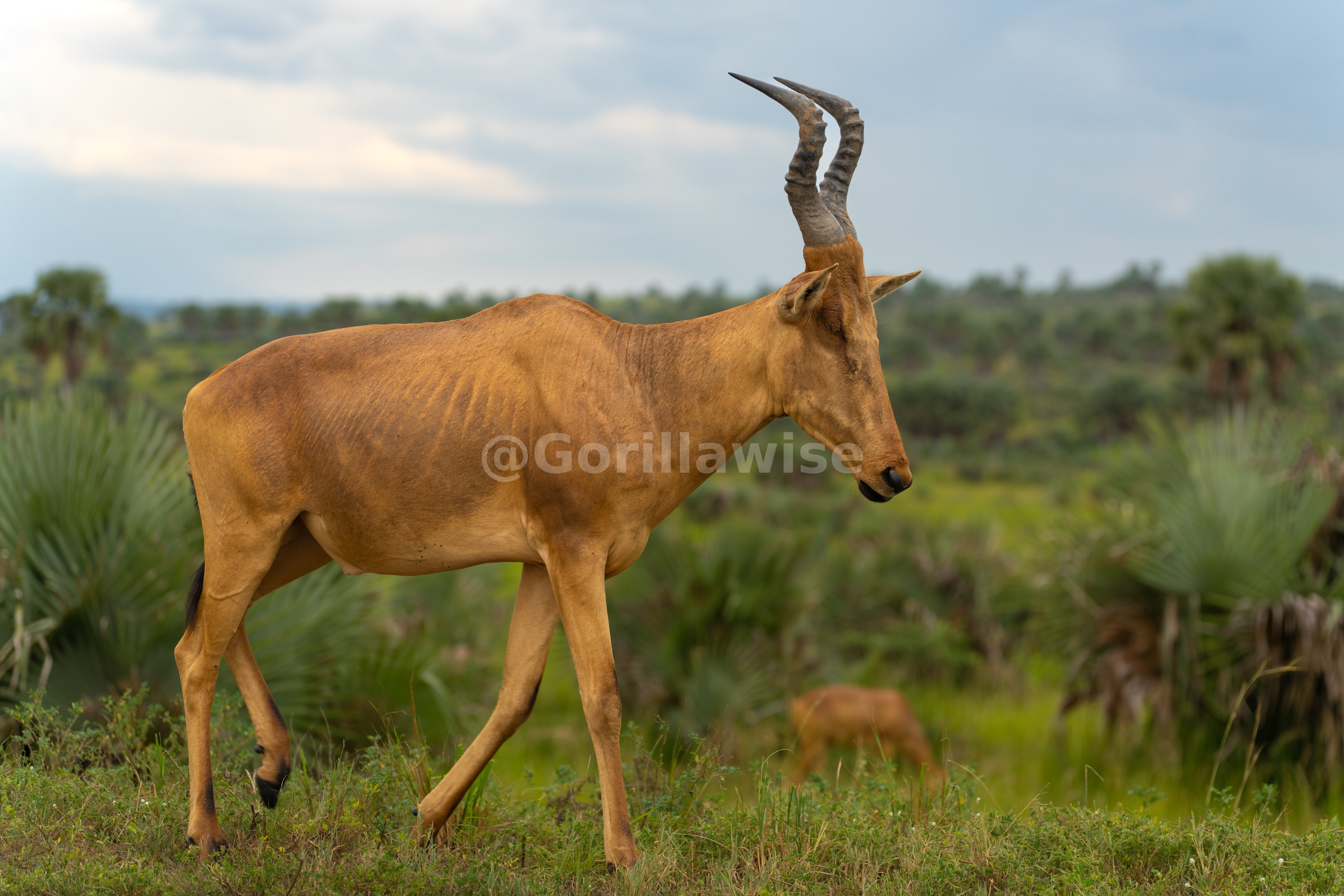 Antelope at Sunrise