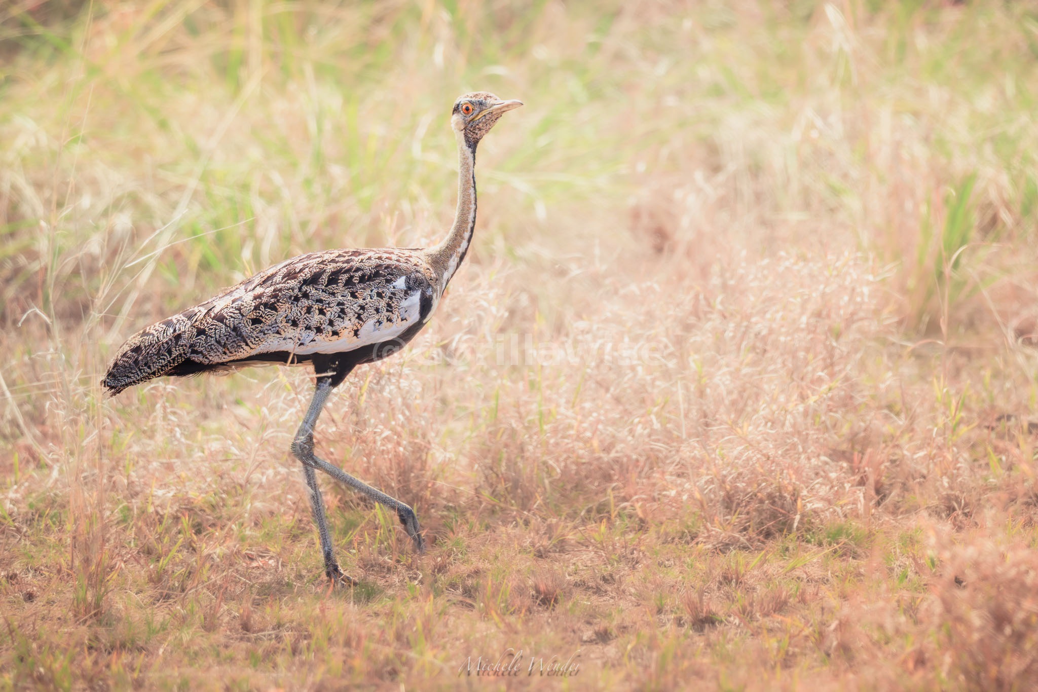 East African Bird Life