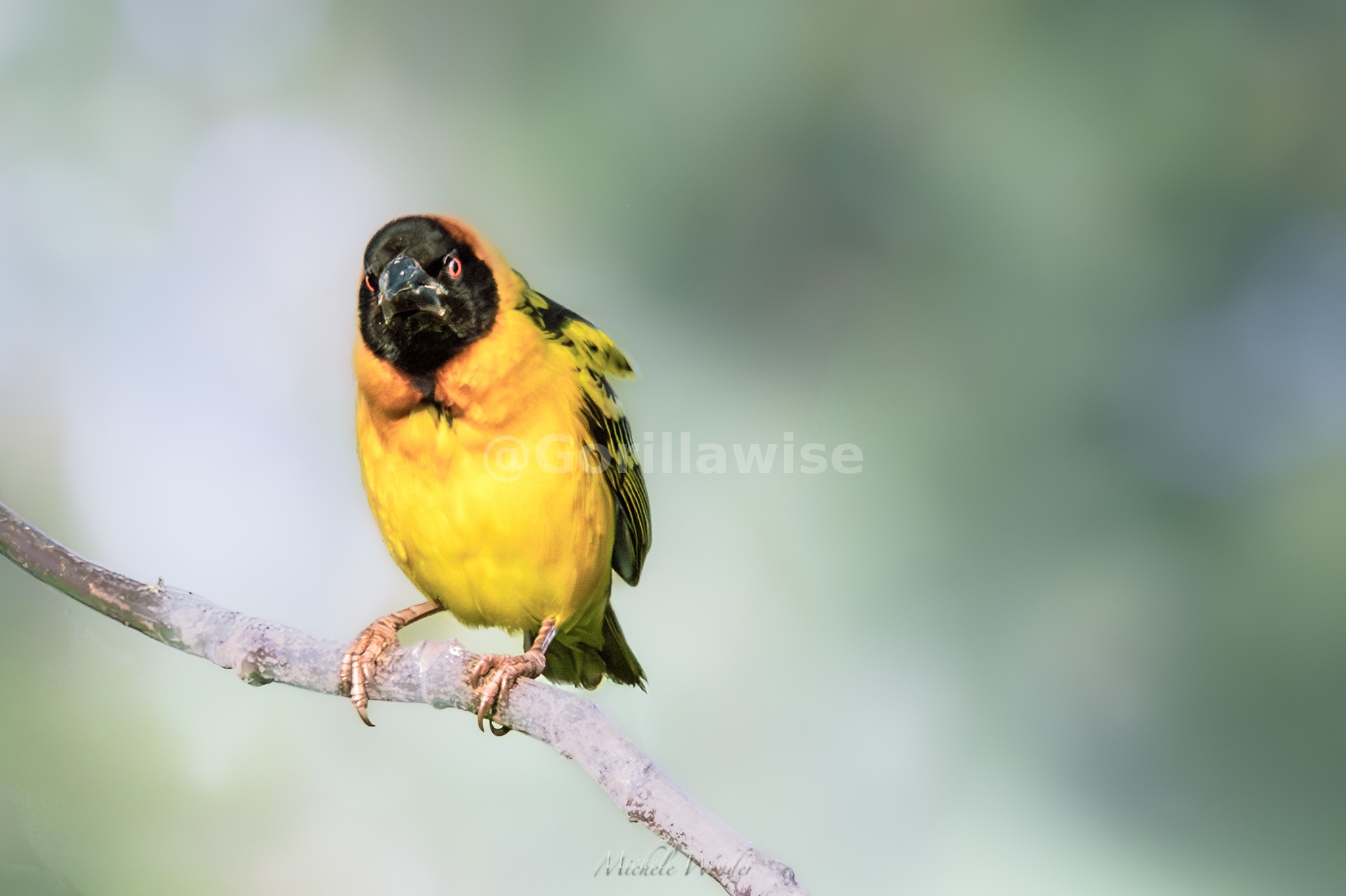 Bird Portrait