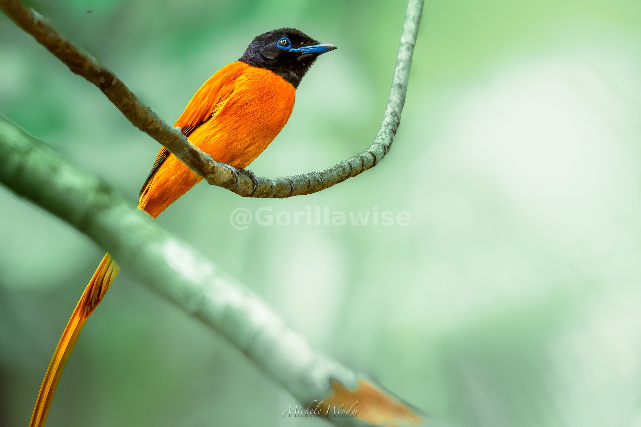 Bird — Rainforest