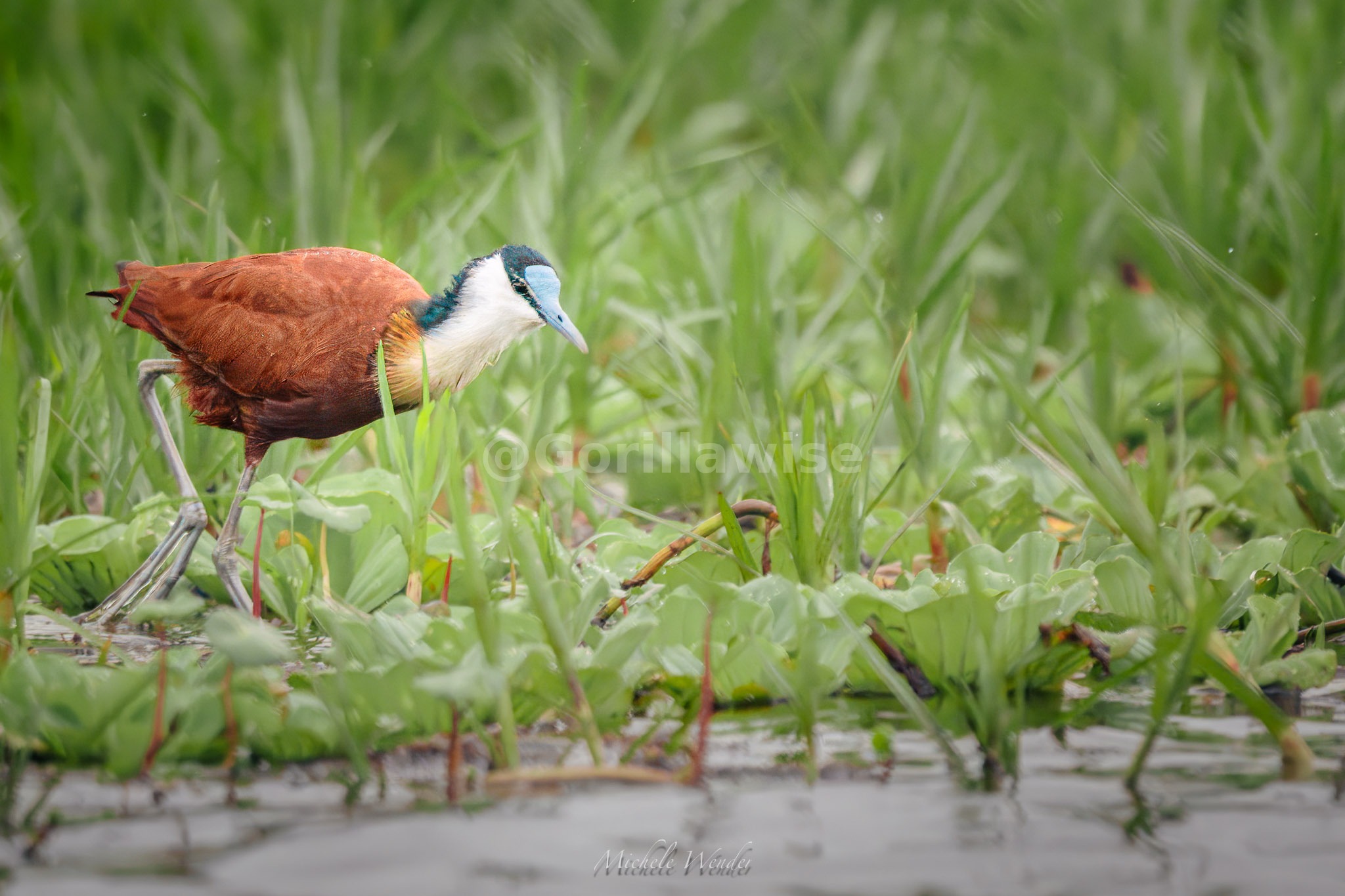 East African Birdwatching
