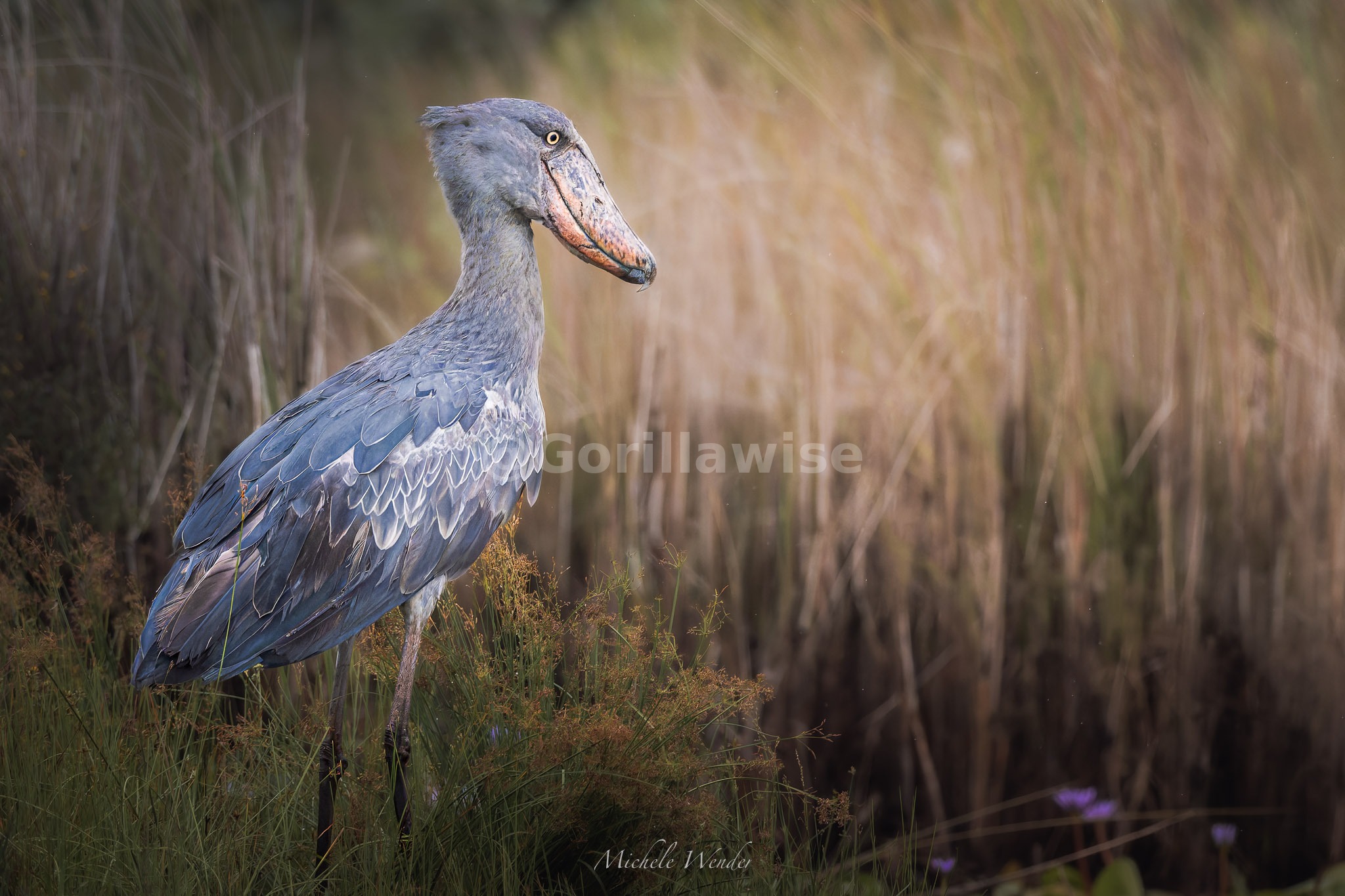 Colourful Plumage