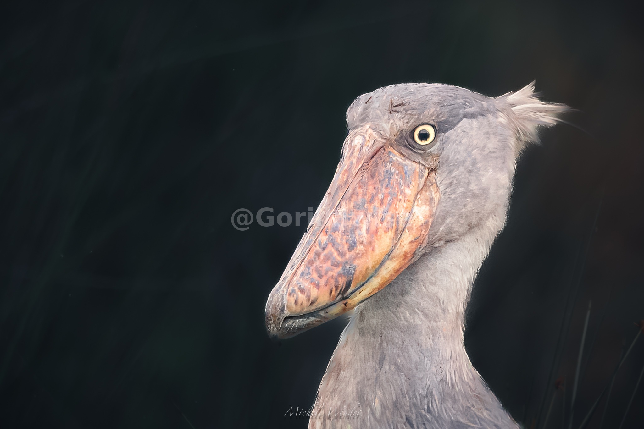 Bird — Akagera