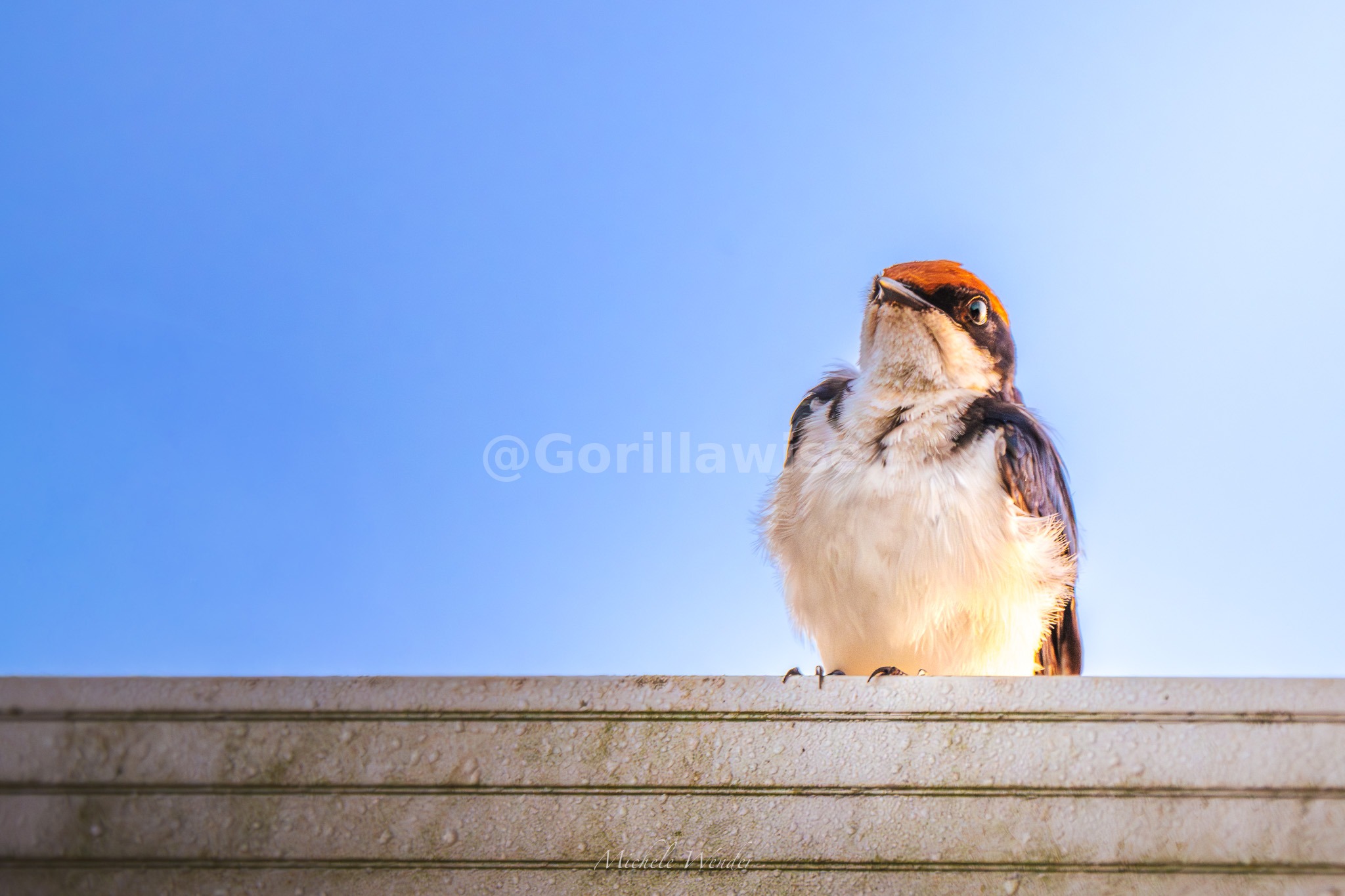 African Bird Life