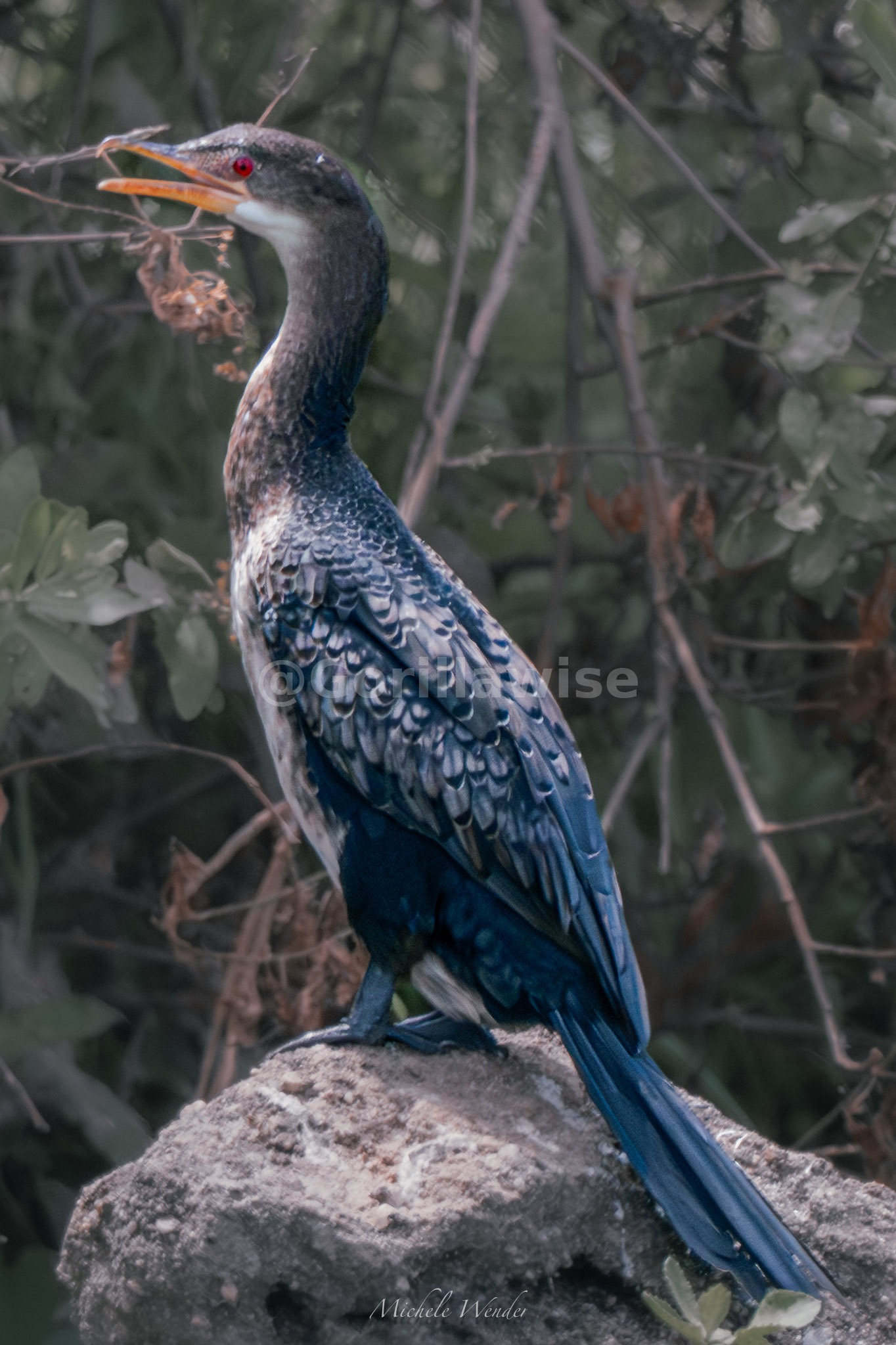 Bird — East Africa