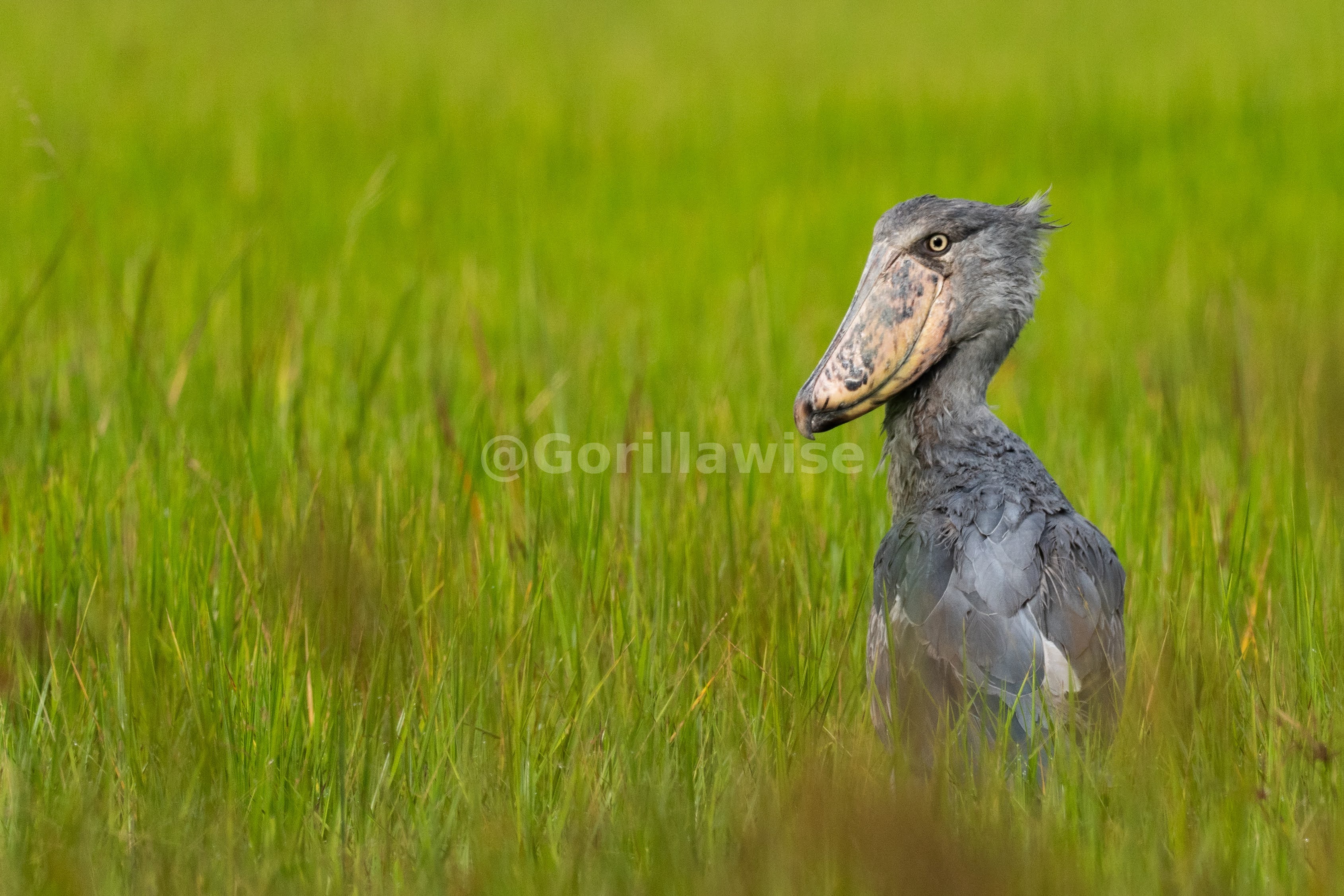 African Bird