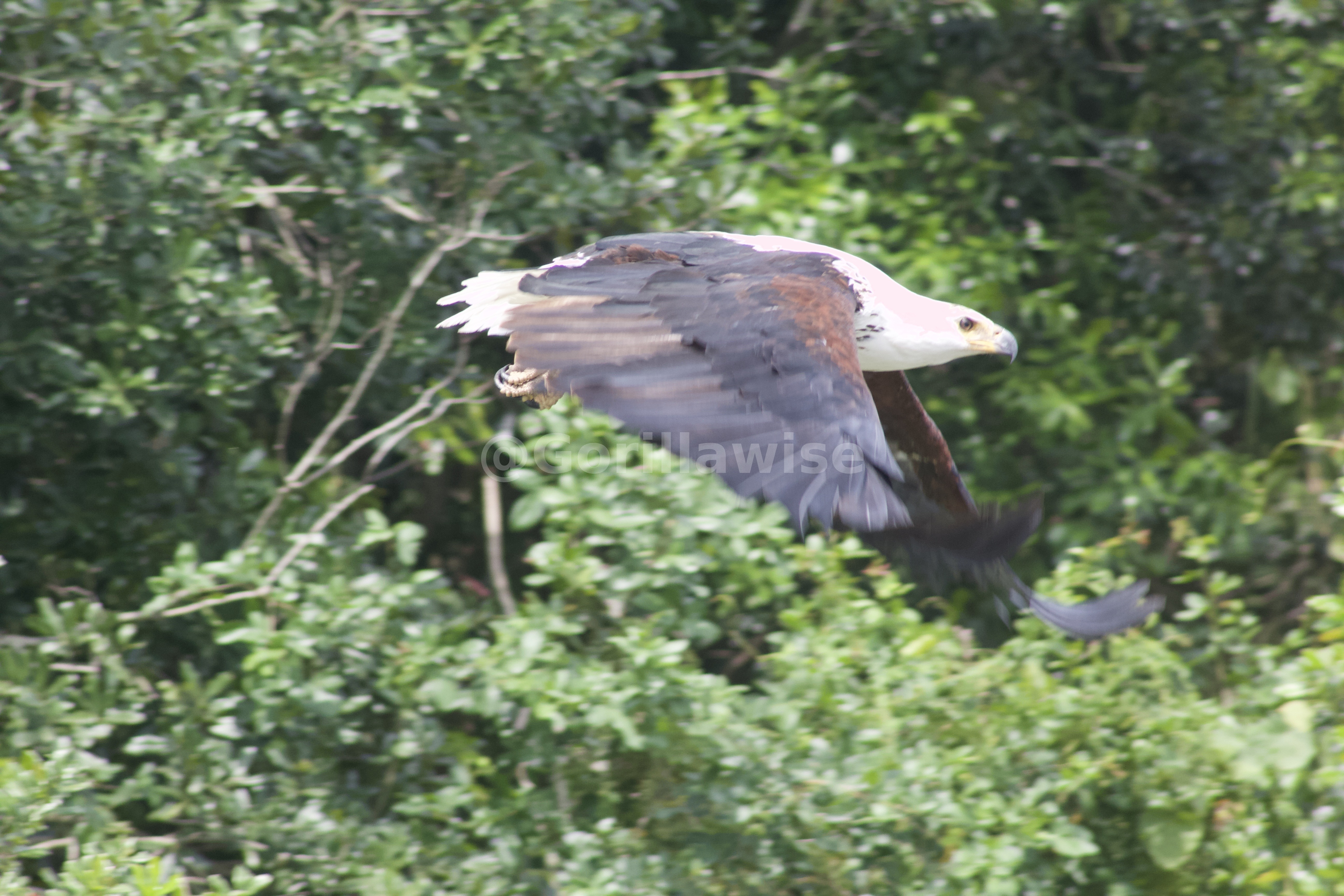 Bird — Uganda
