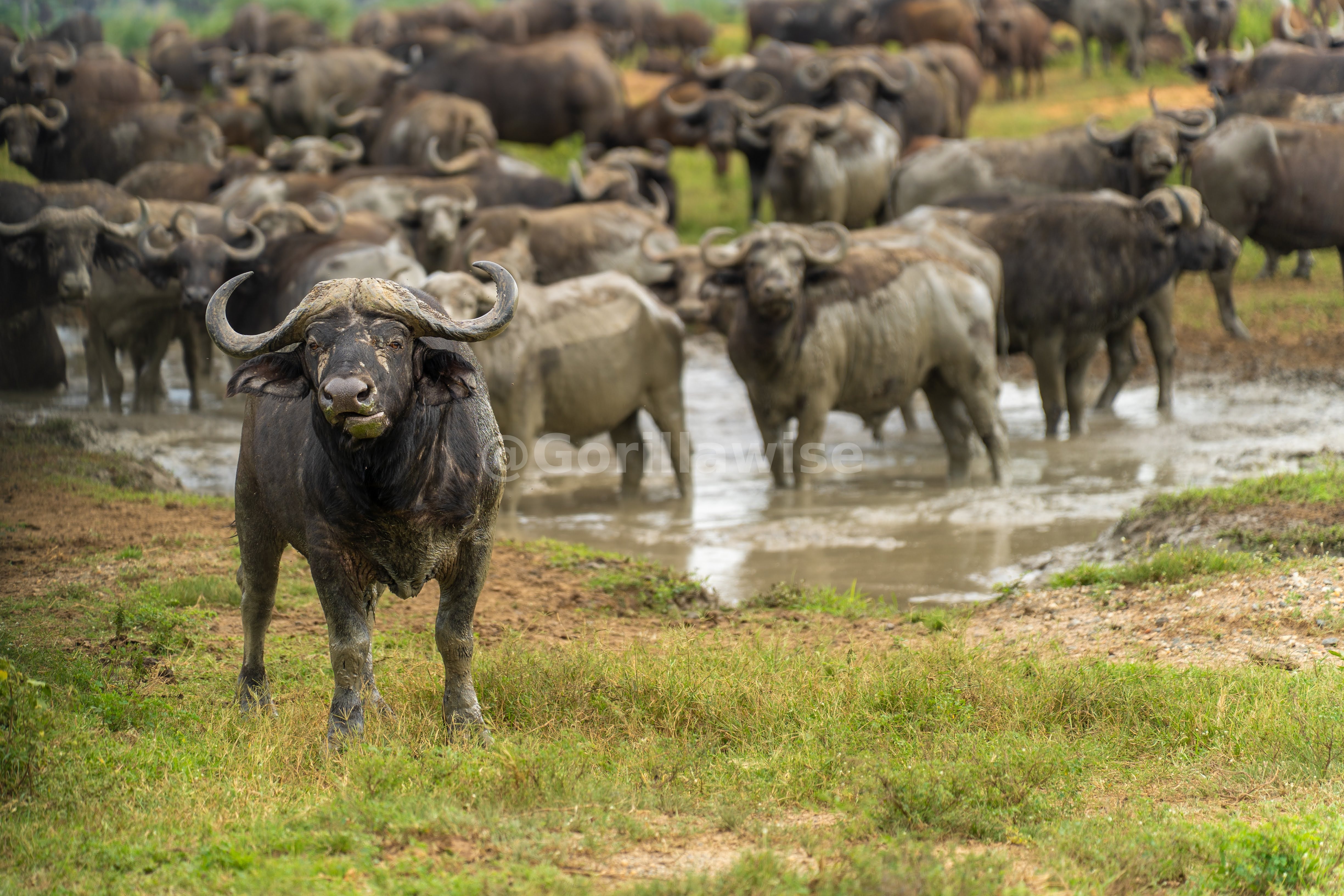 Cape Buffalo — Akagera National Park
