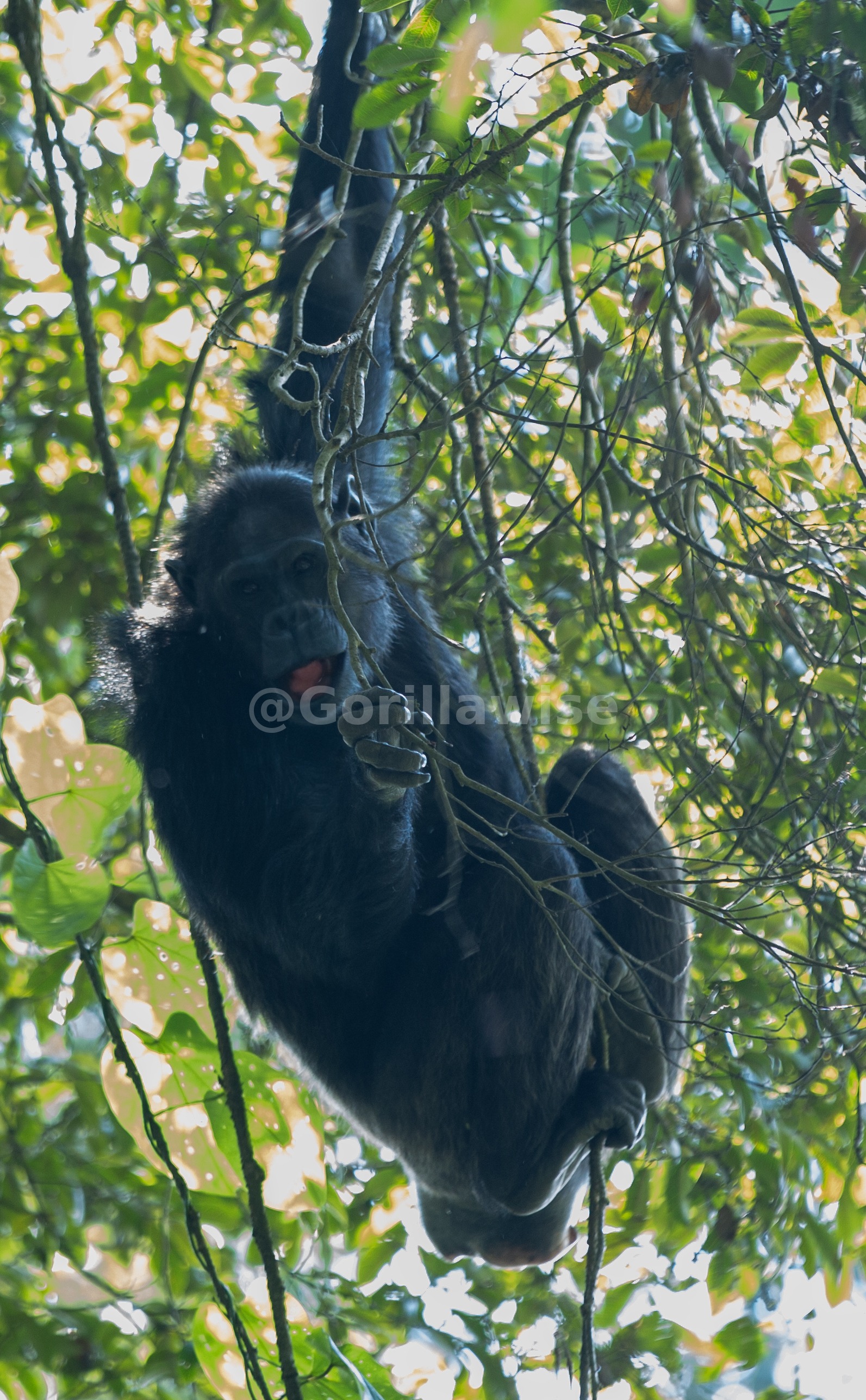 Chimpanzee Portrait