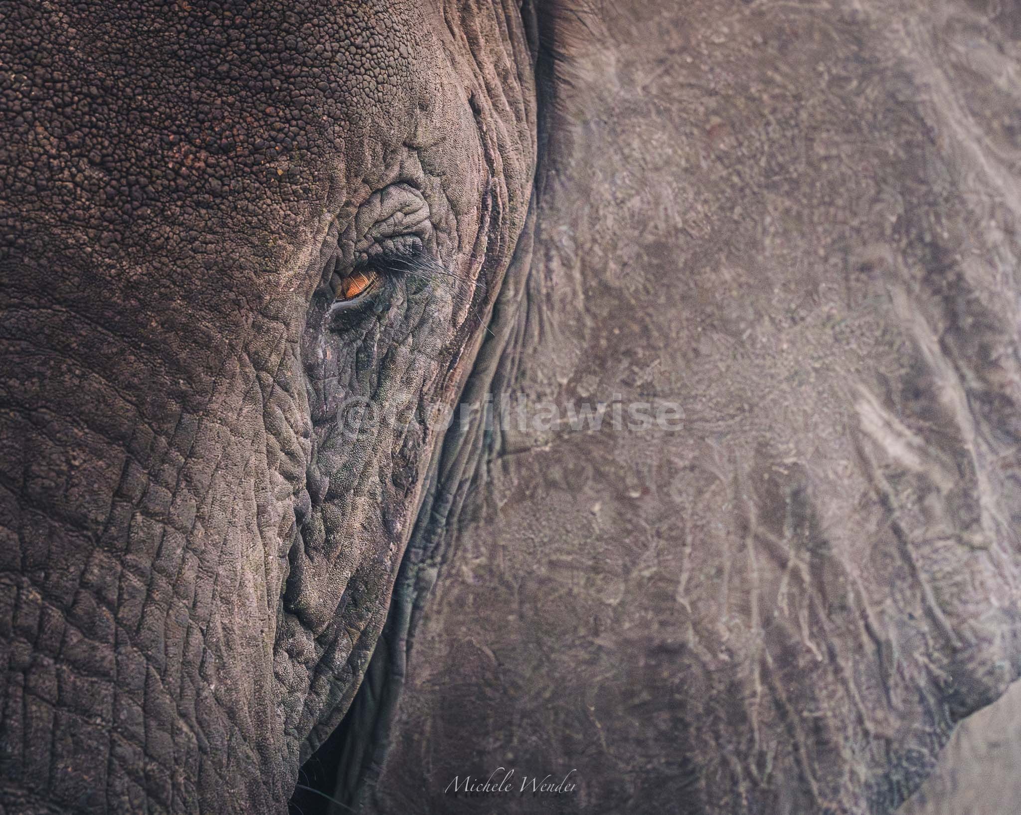 Elephant — East Africa