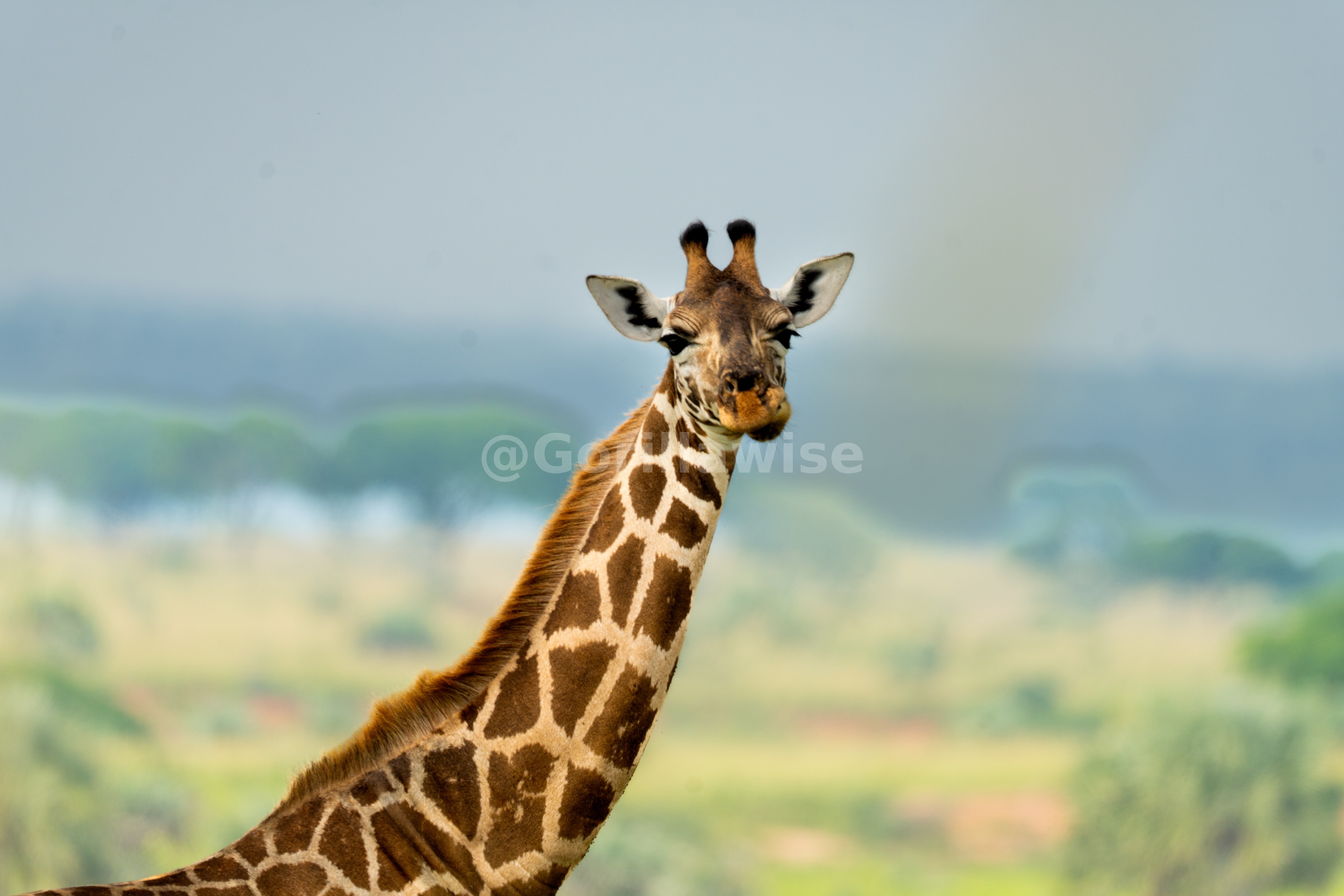 Giraffe — East African Savannah