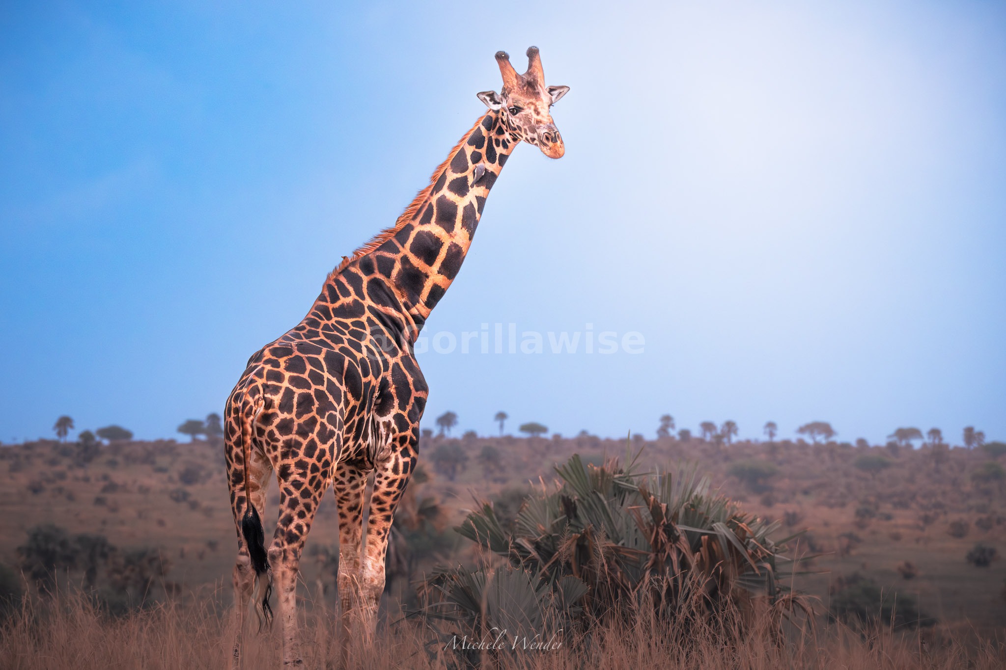 Giraffe — Serengeti