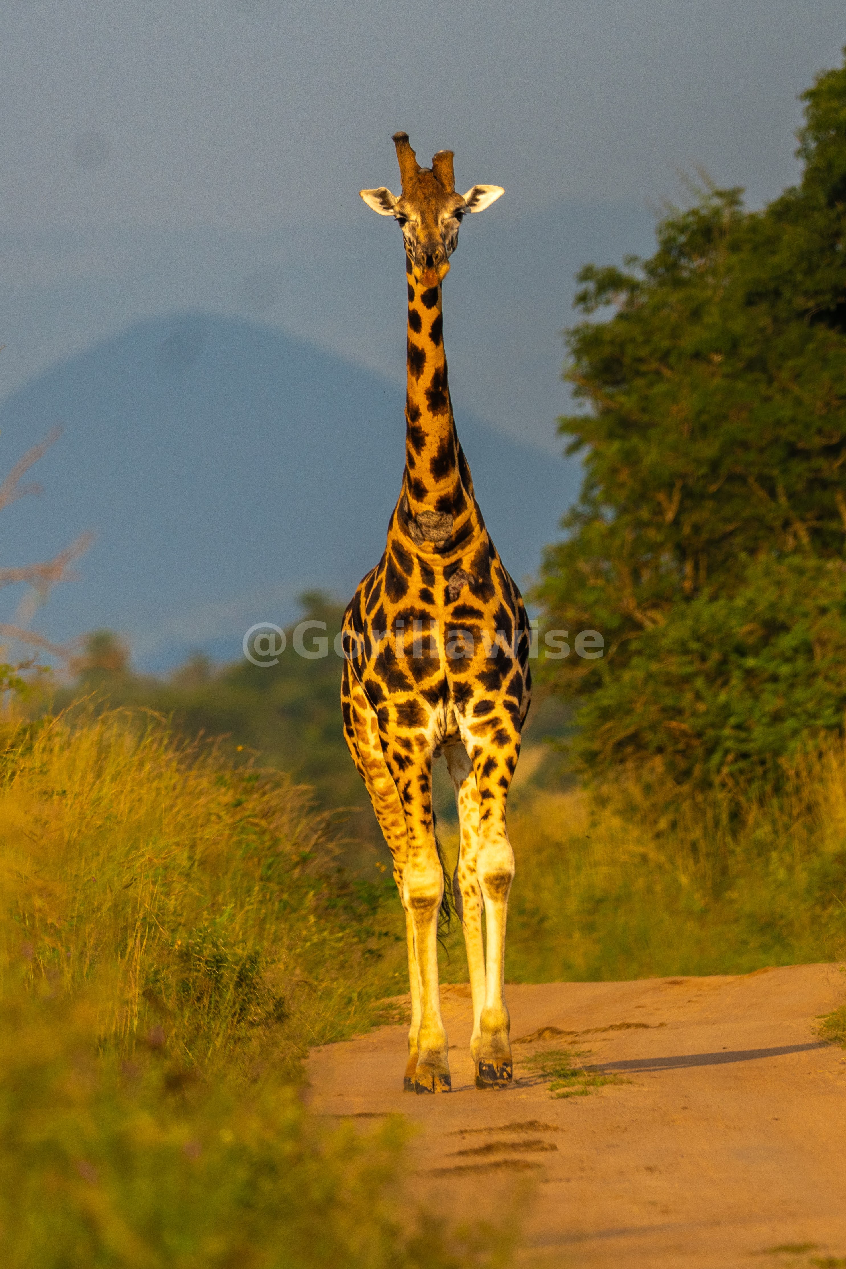 Giraffe at Sunset