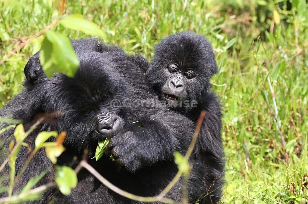 Gorilla Mother and Infant
