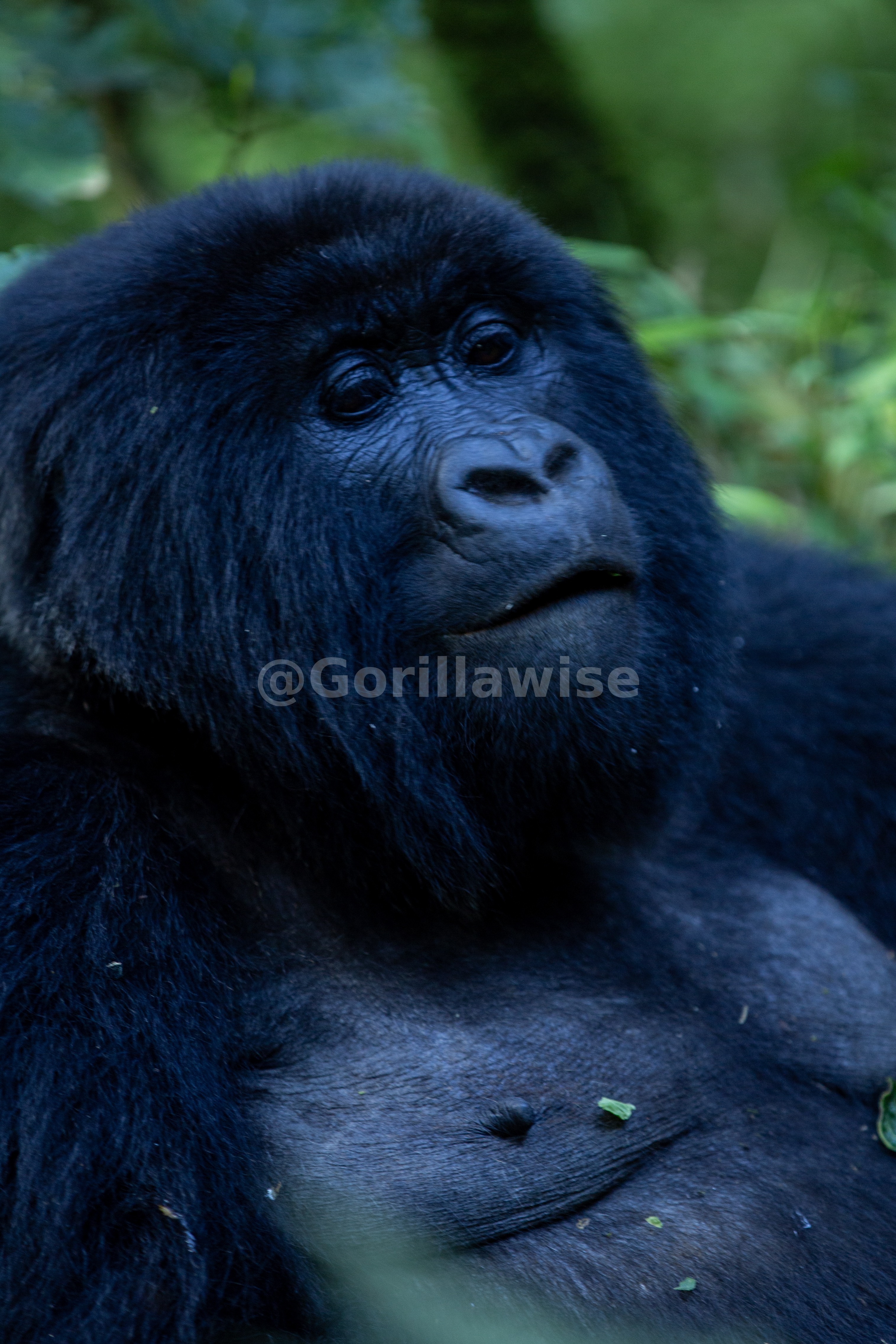 Mountain Gorilla Portrait