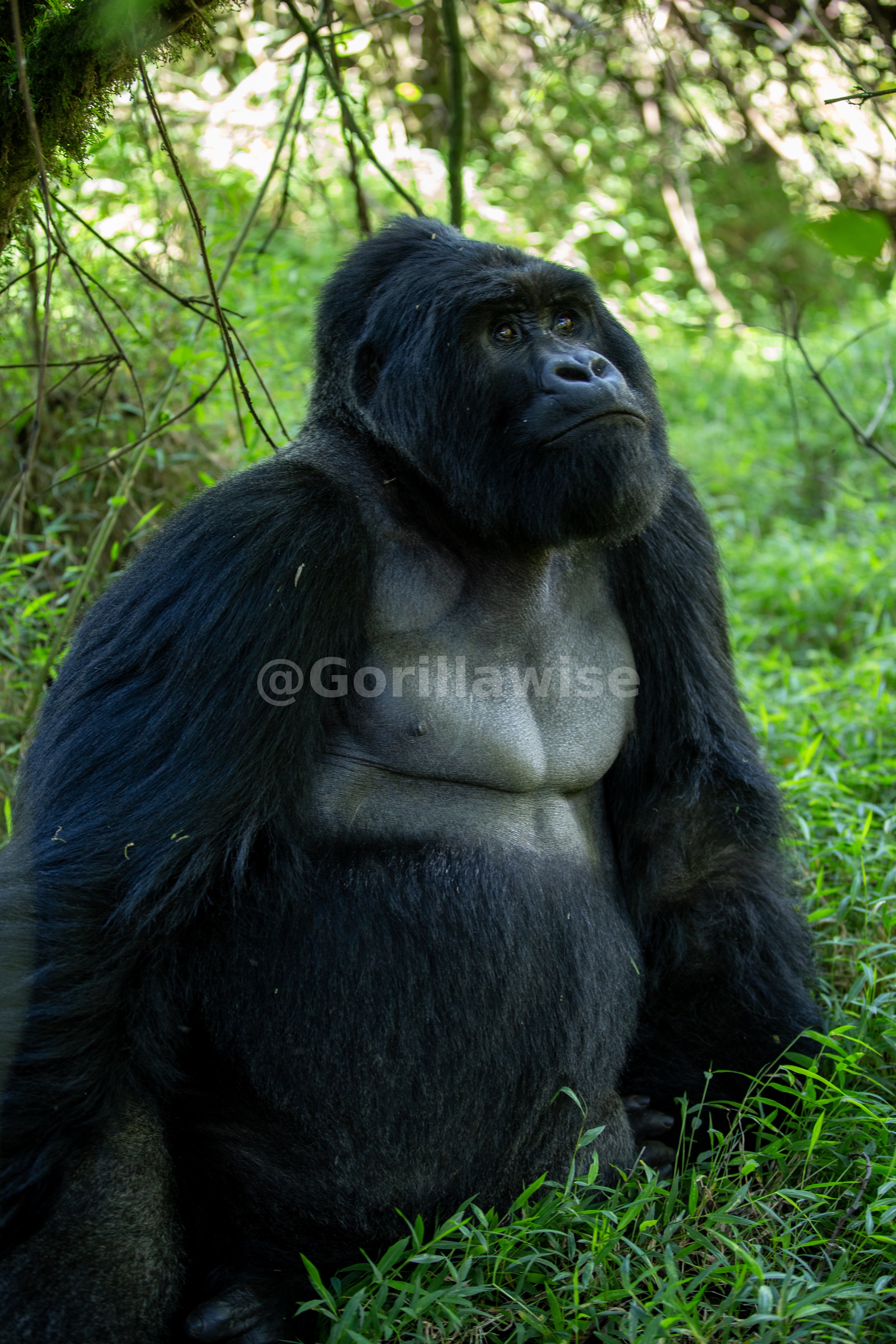 Mountain Gorilla Family