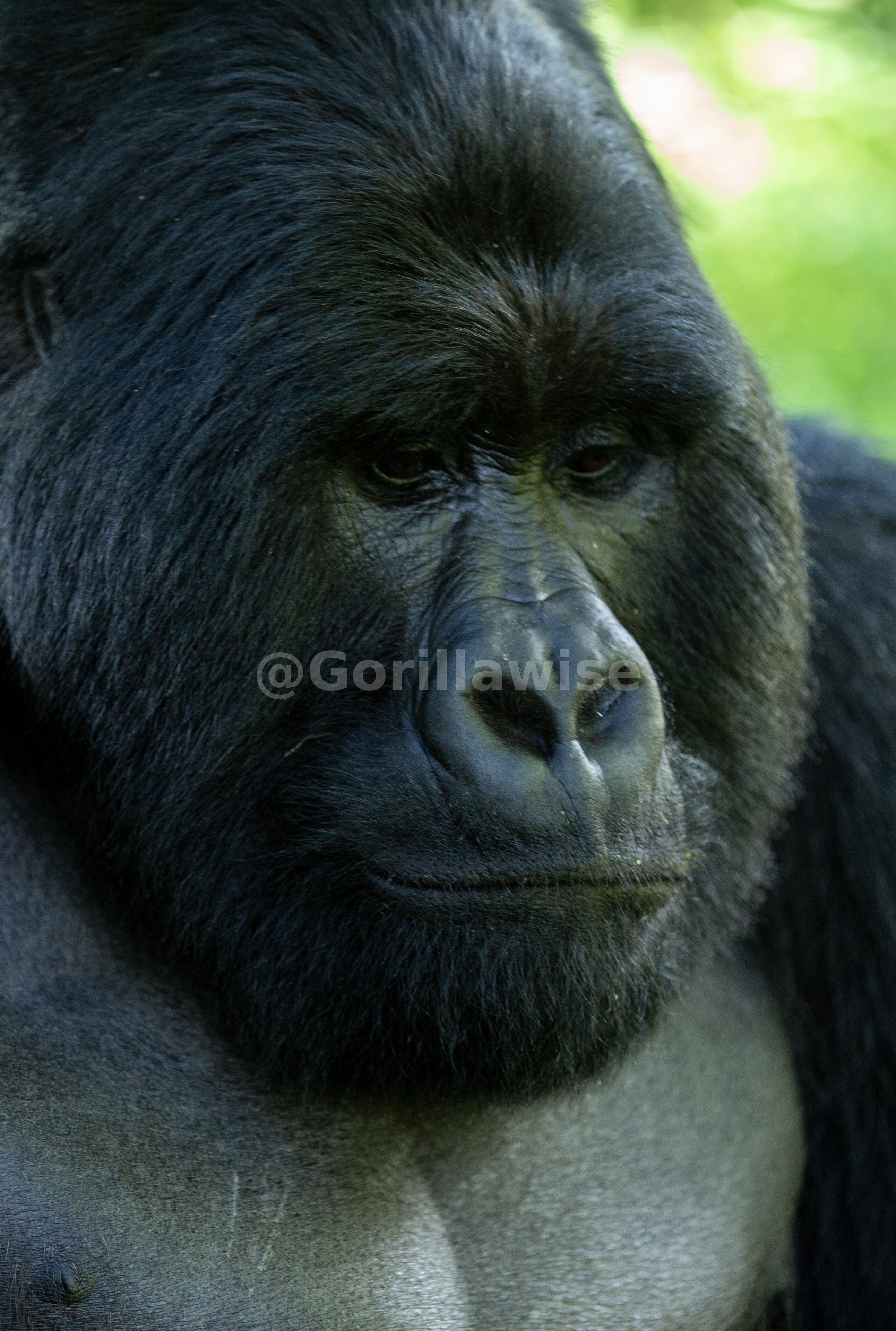 Silverback Gorilla
