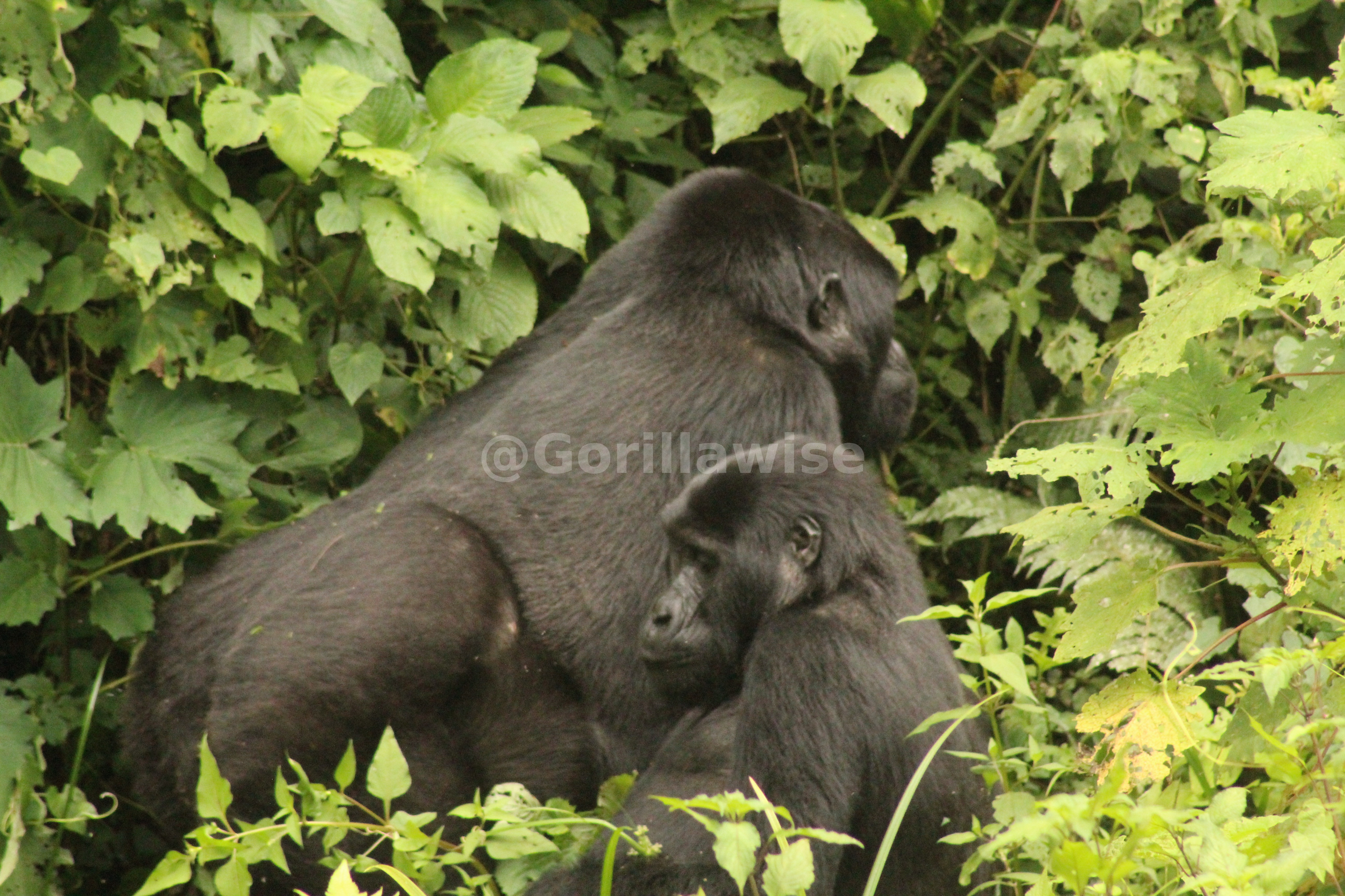 Gorilla Trekking — Bwindi