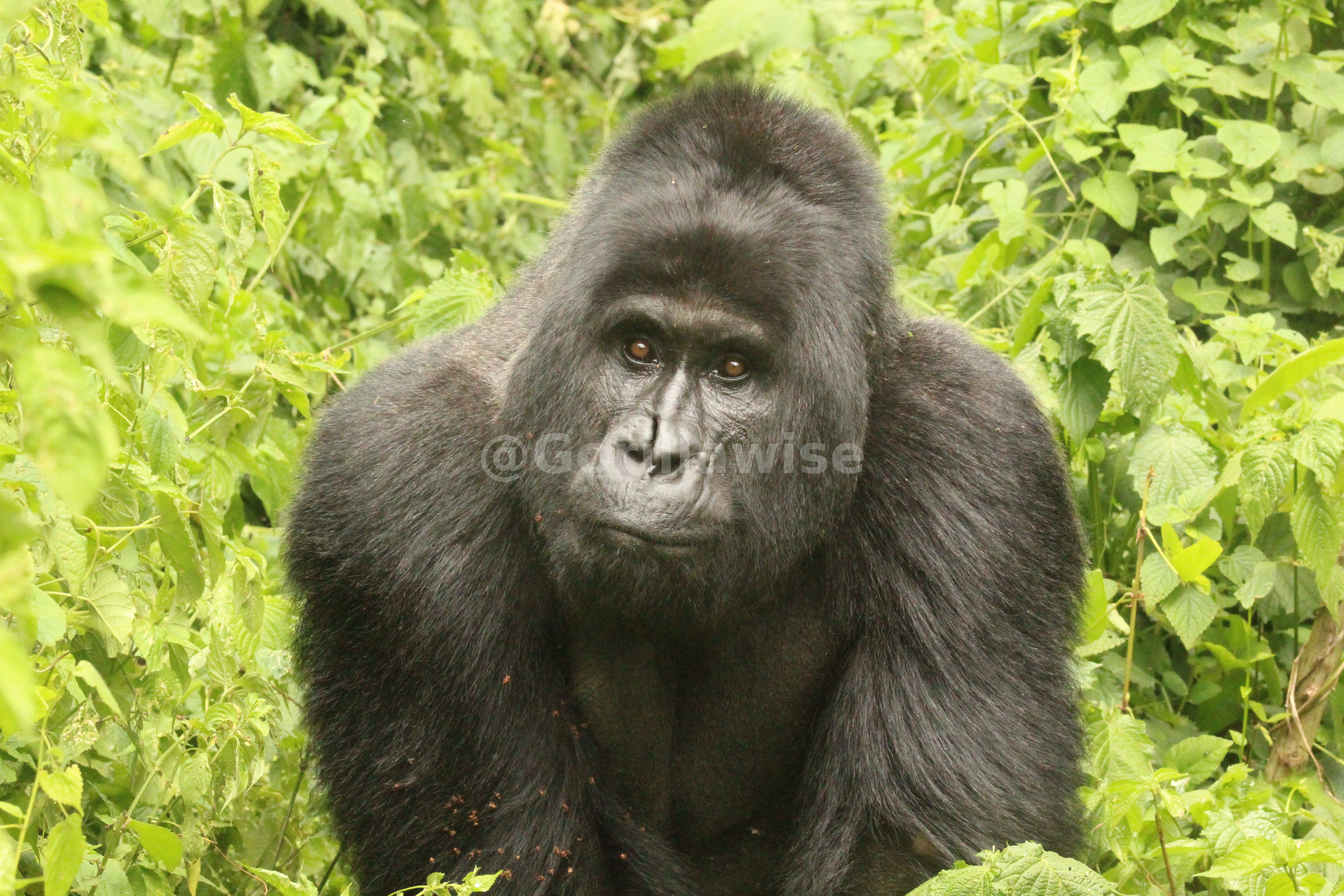 Mountain Gorilla — Rwanda