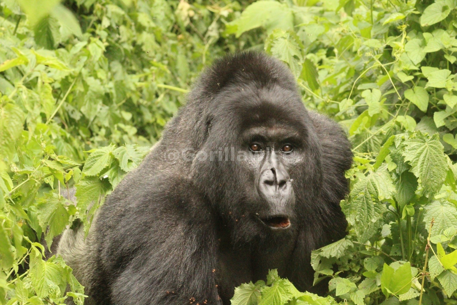 Young Gorilla