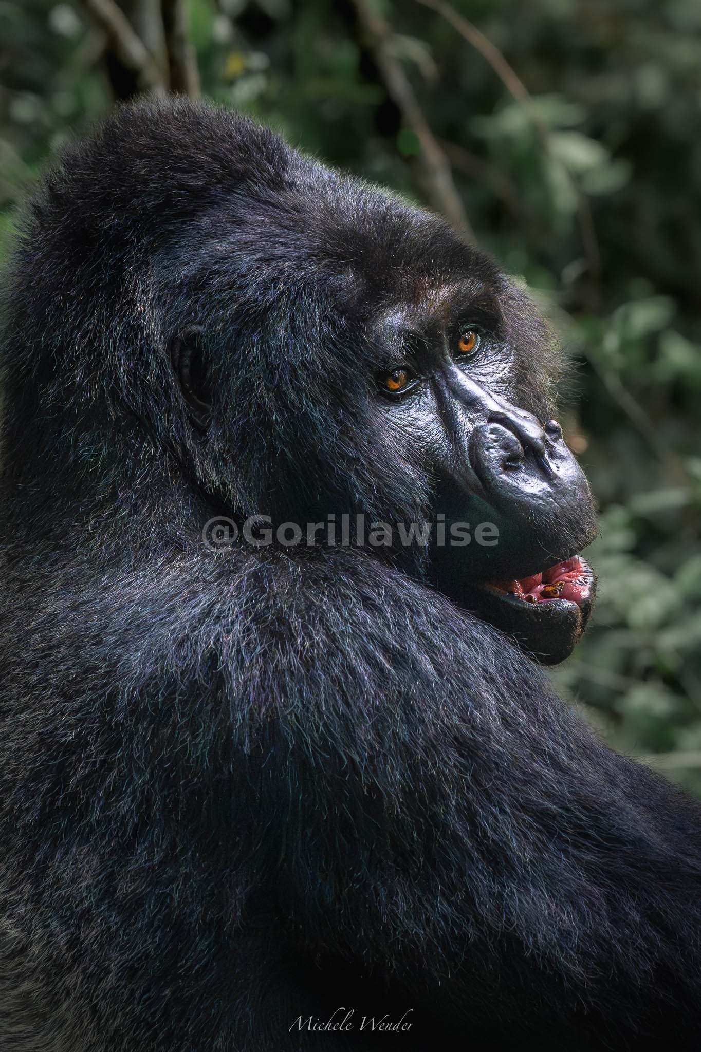 Mountain Gorilla — Natural Habitat