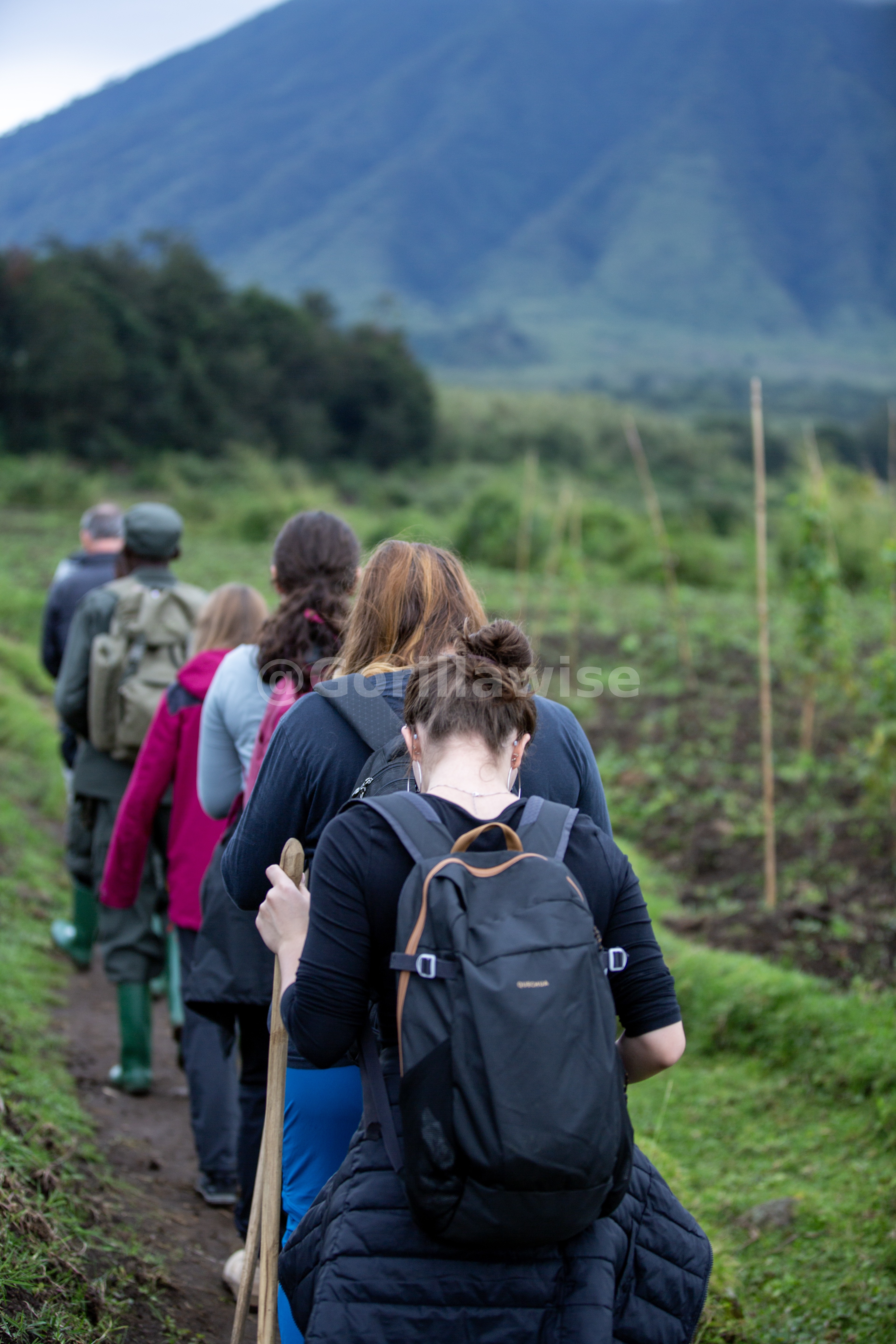 Gorilla Trekking Experience