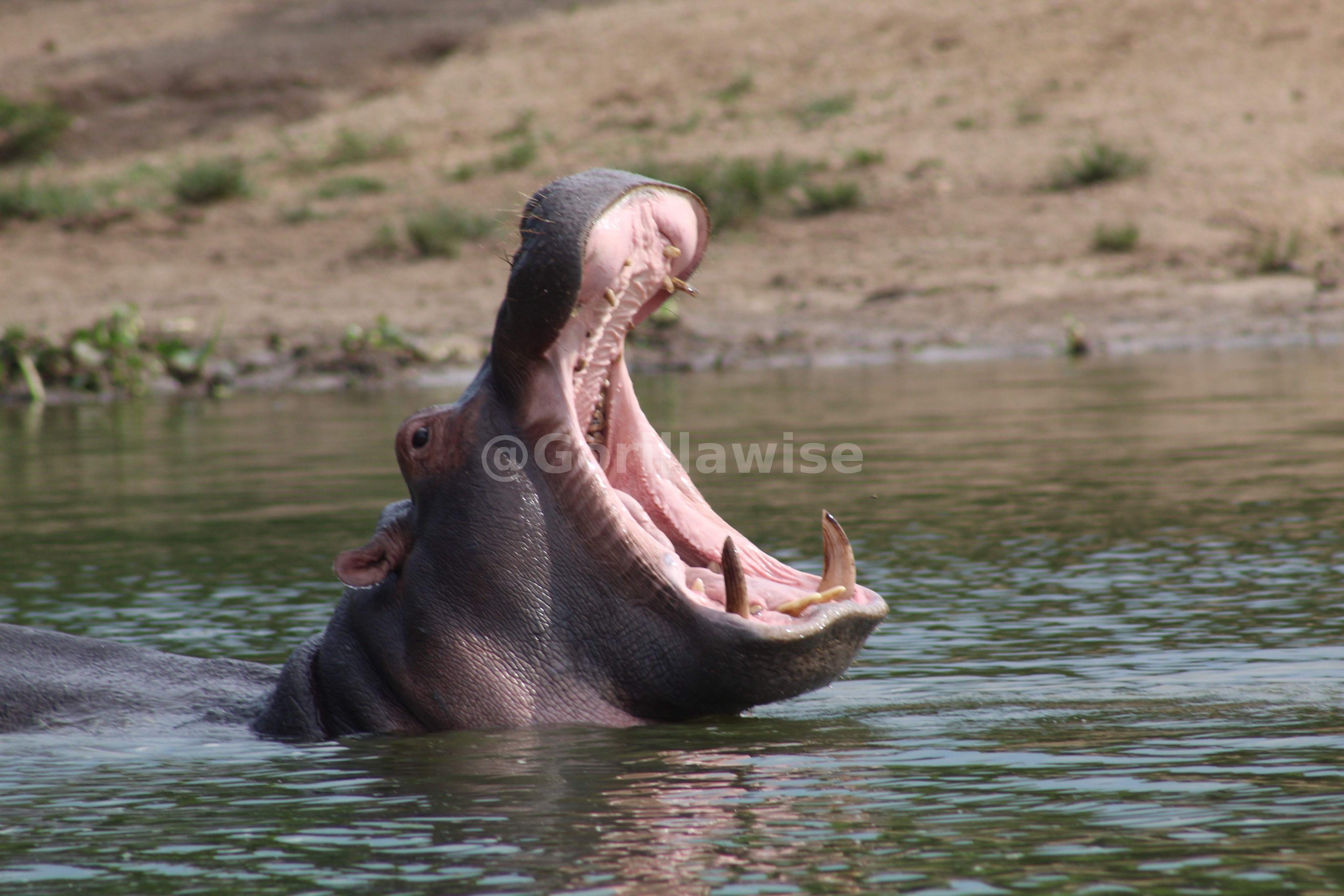 Hippopotamus — Kazinga Channel
