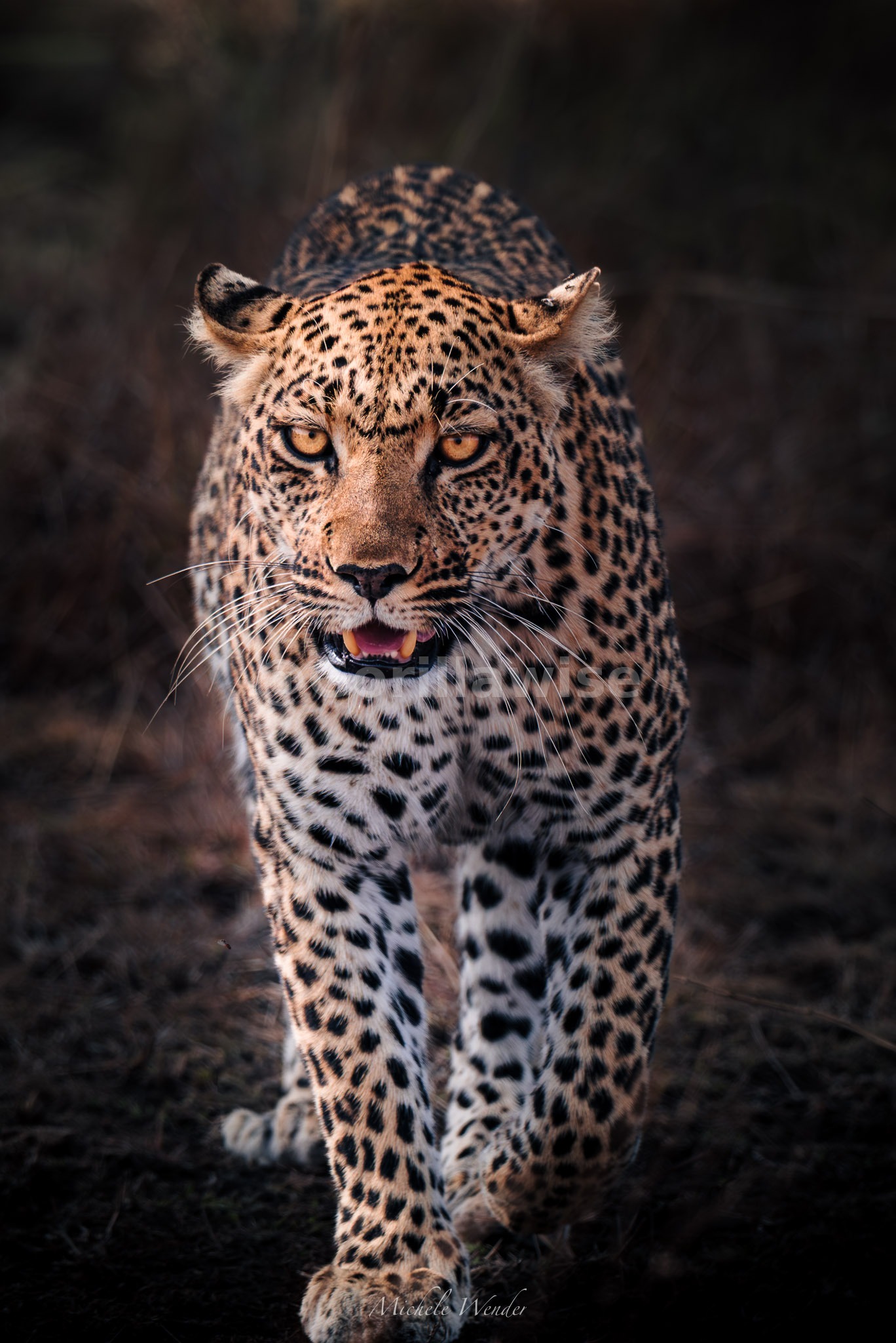 Leopard — Close Up