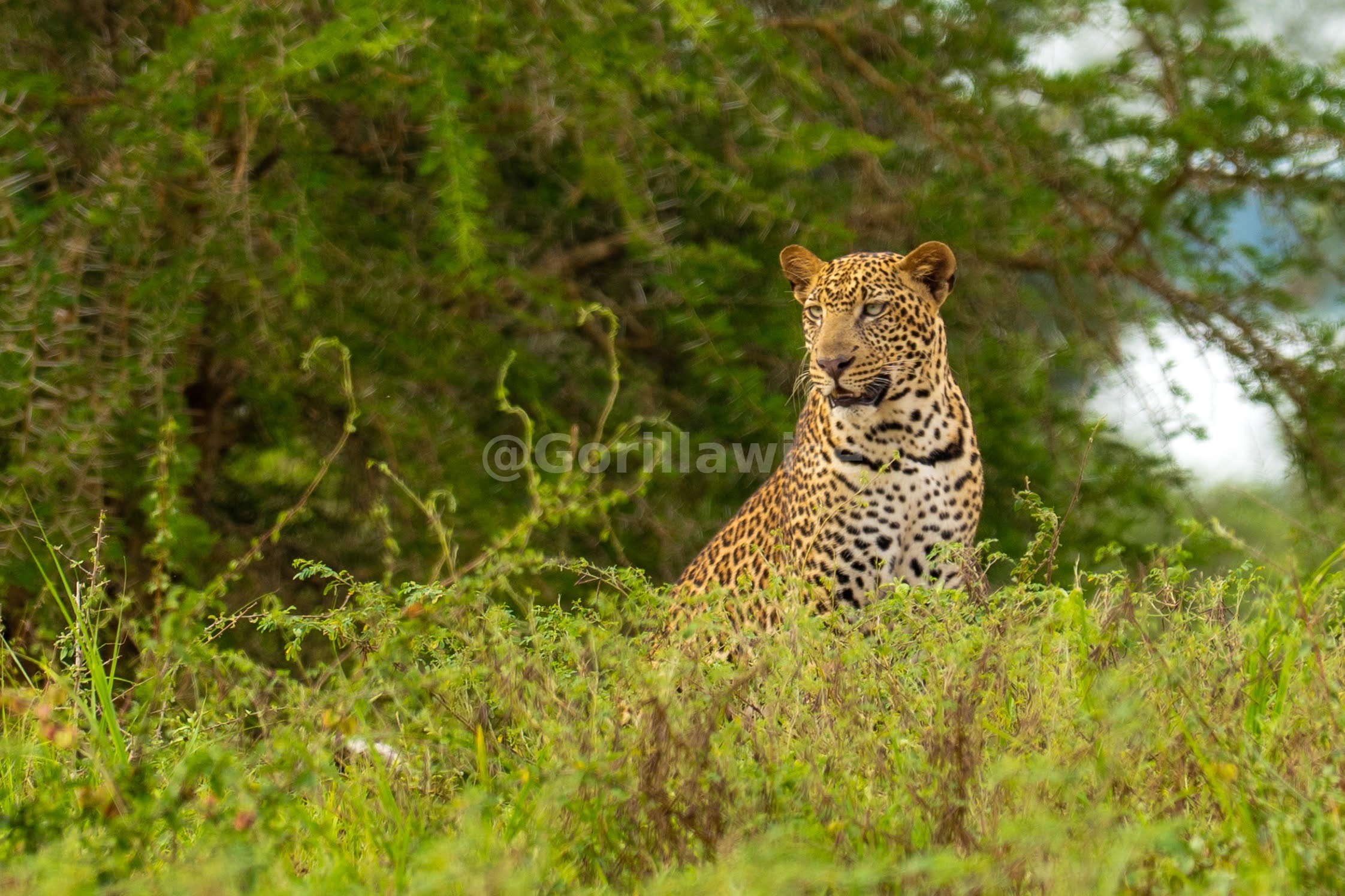 Leopard on a Tree