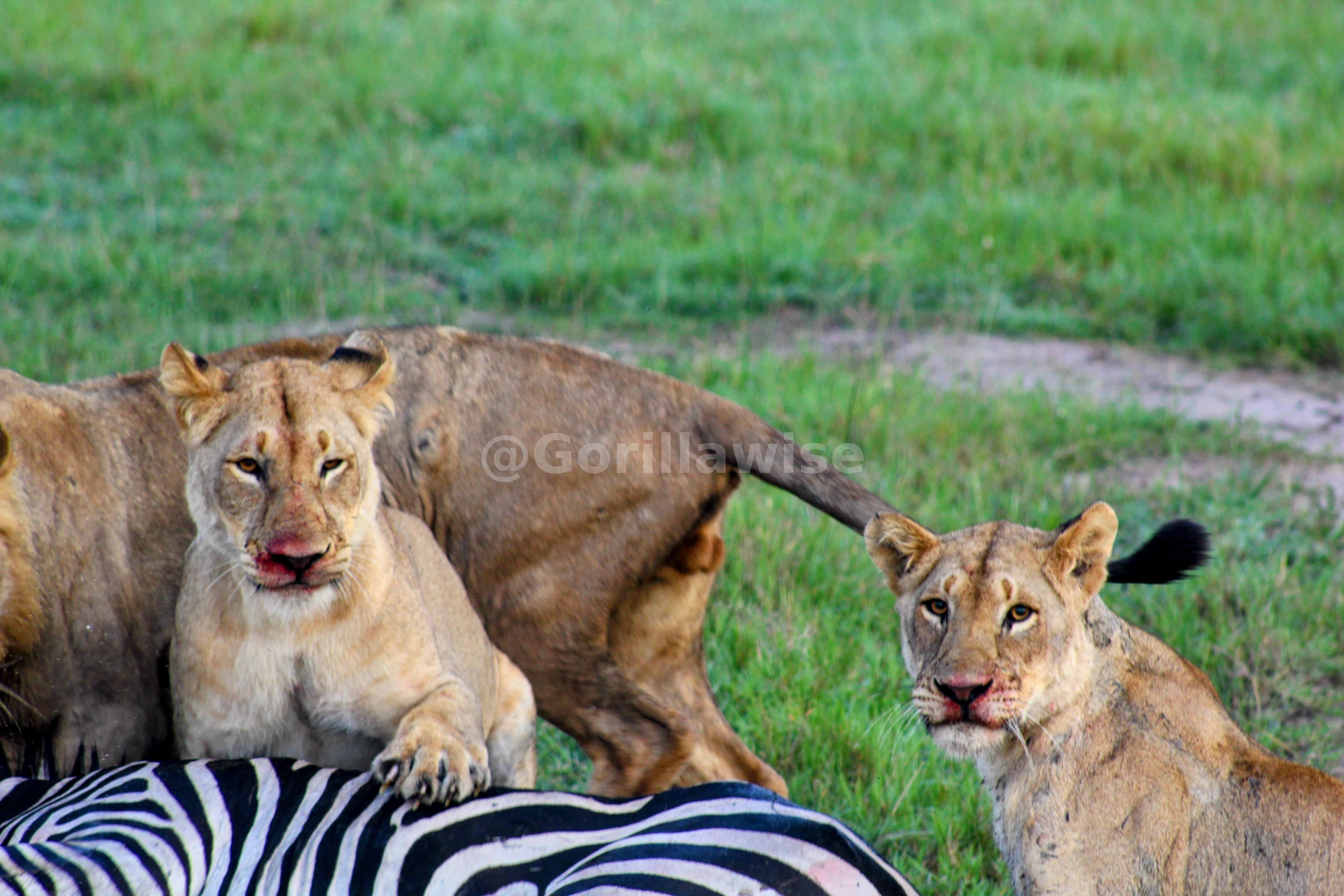 Lion — African Savannah