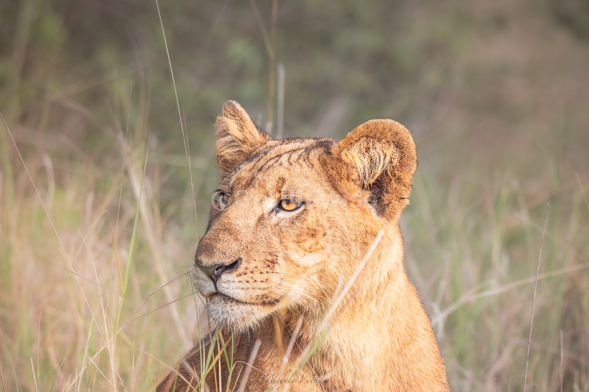 Lion Resting
