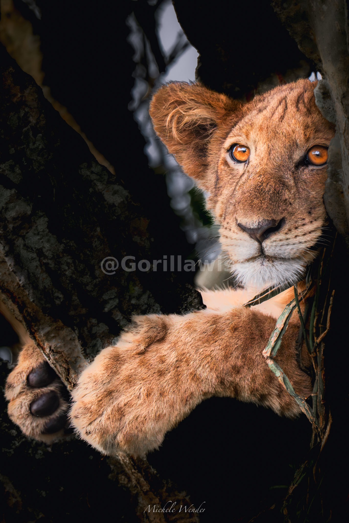 Lion Cub