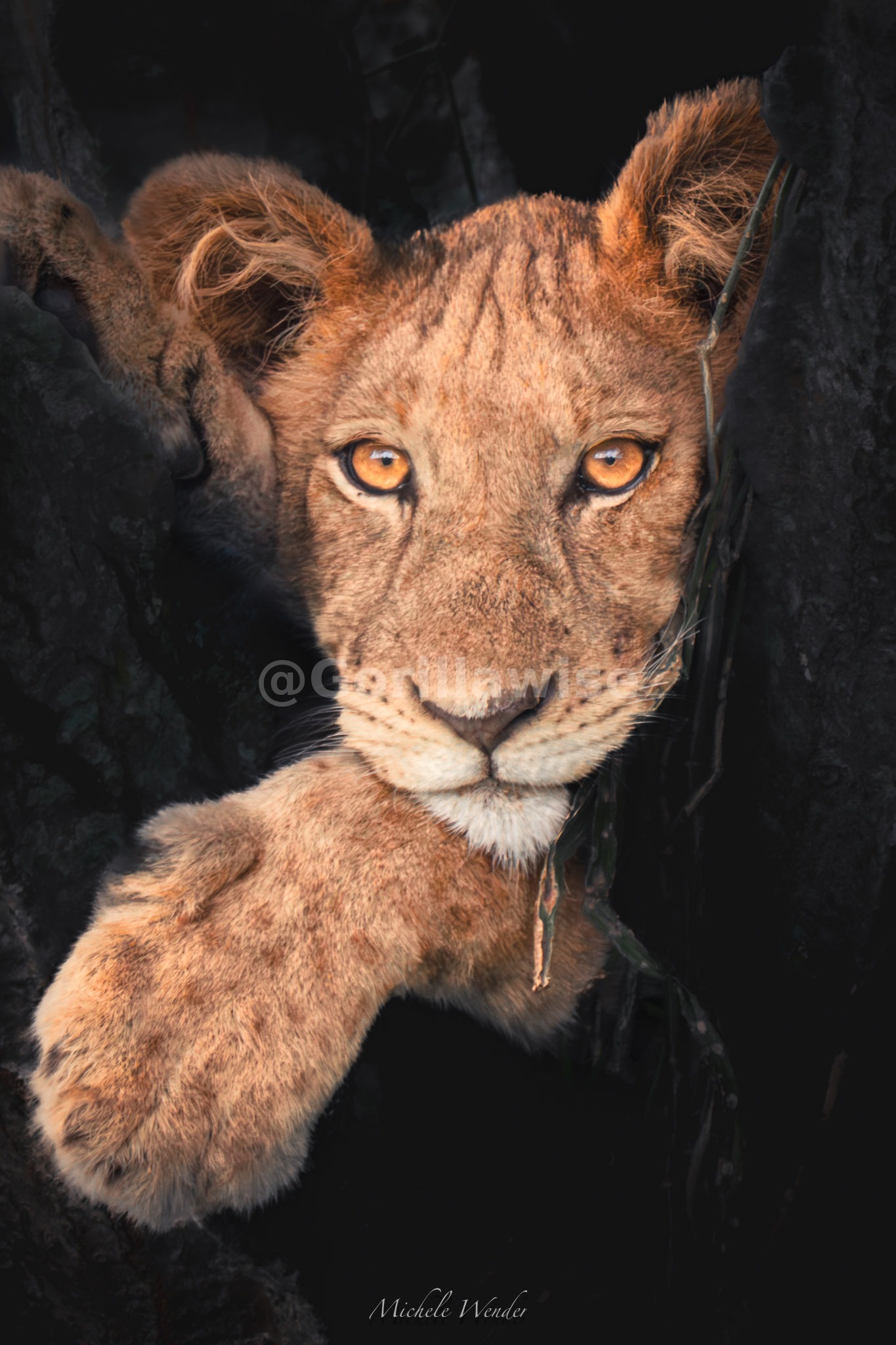 Male Lion — Mane Portrait