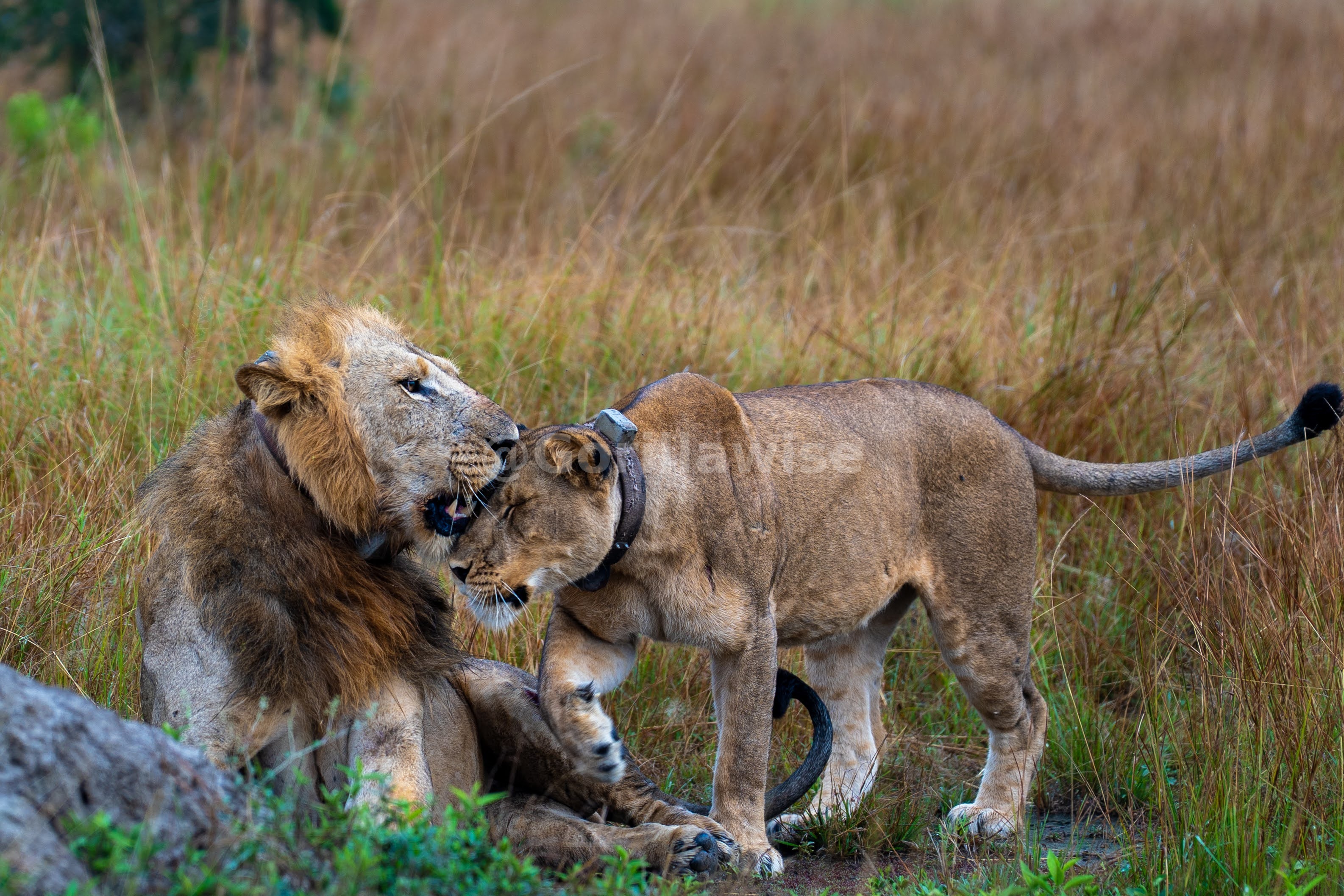 Lion on Kopje