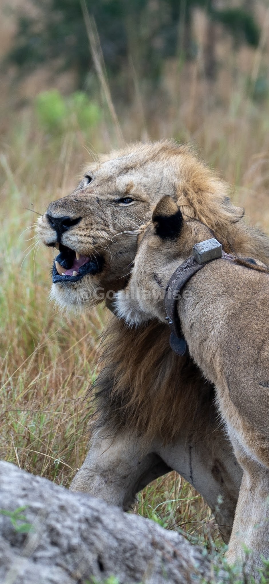 Lion in the Grass