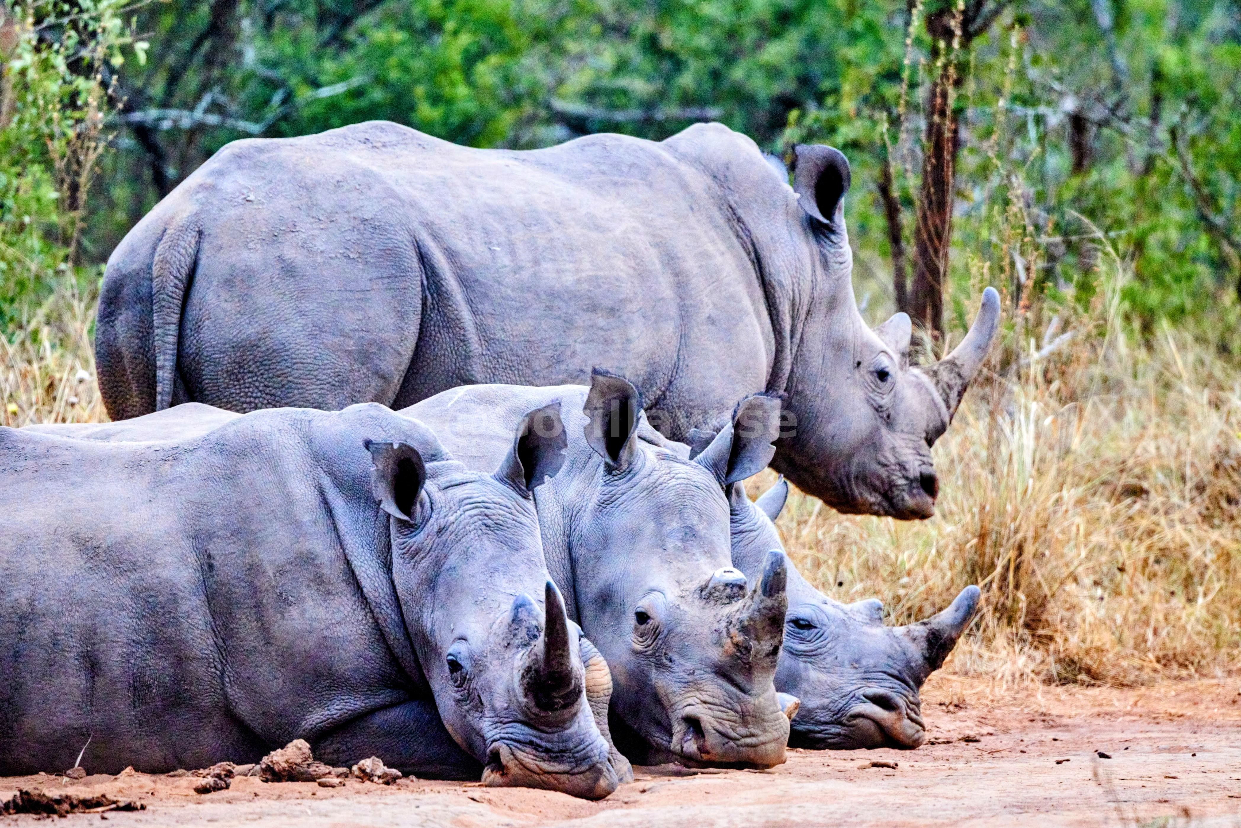 Rhino — Akagera National Park
