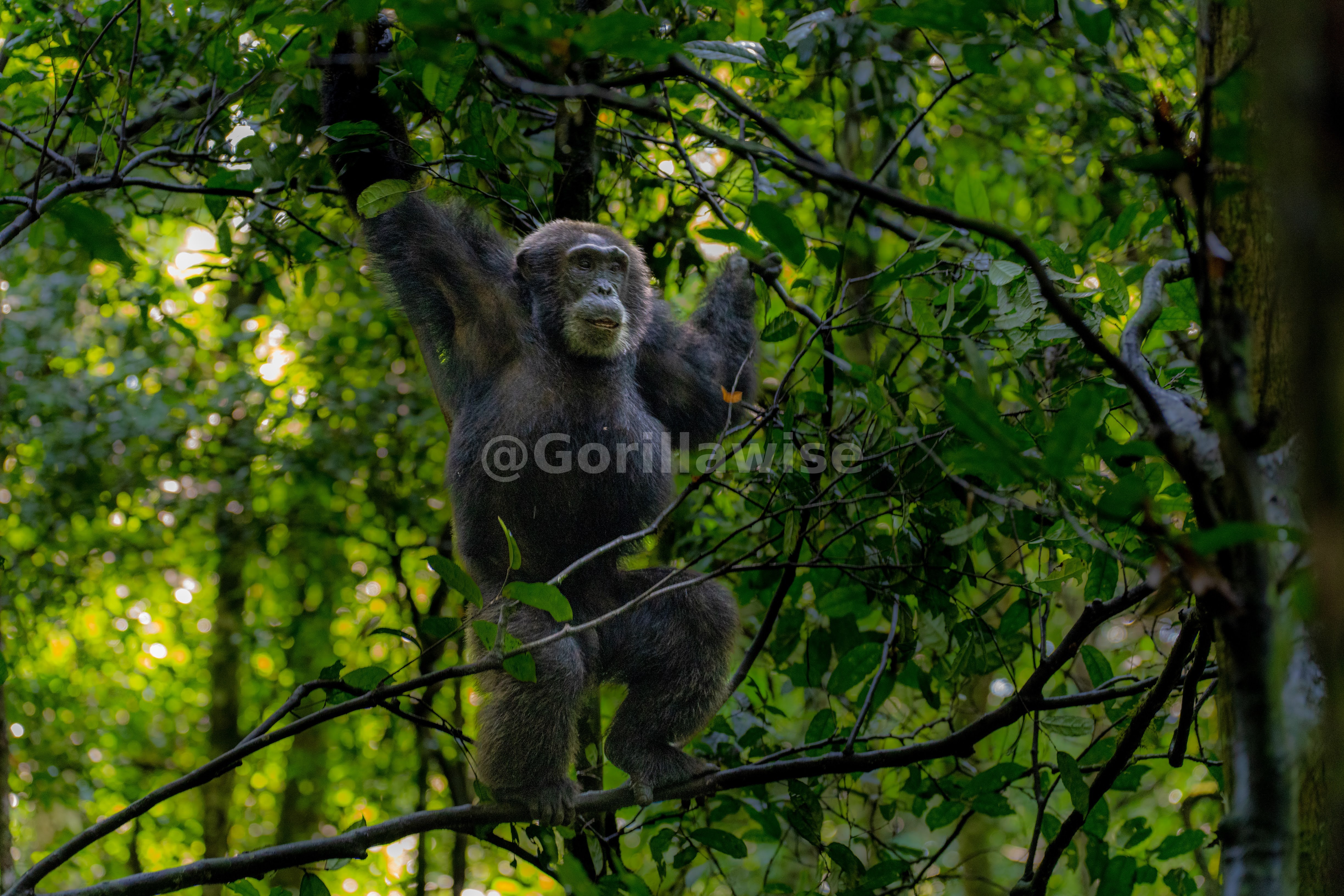5-Day Rwanda Primates Safari