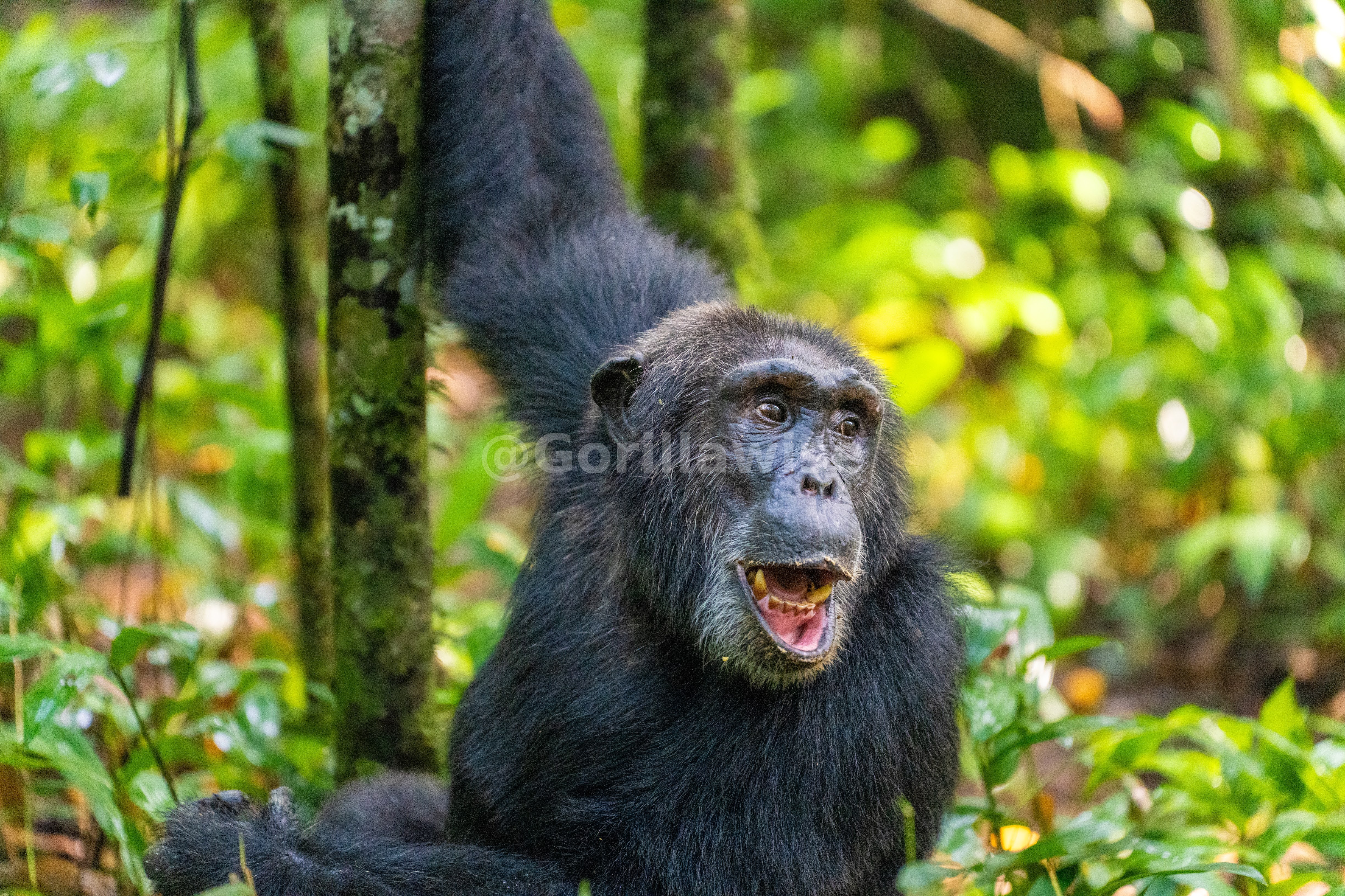 7-Day Uganda Primates Safari