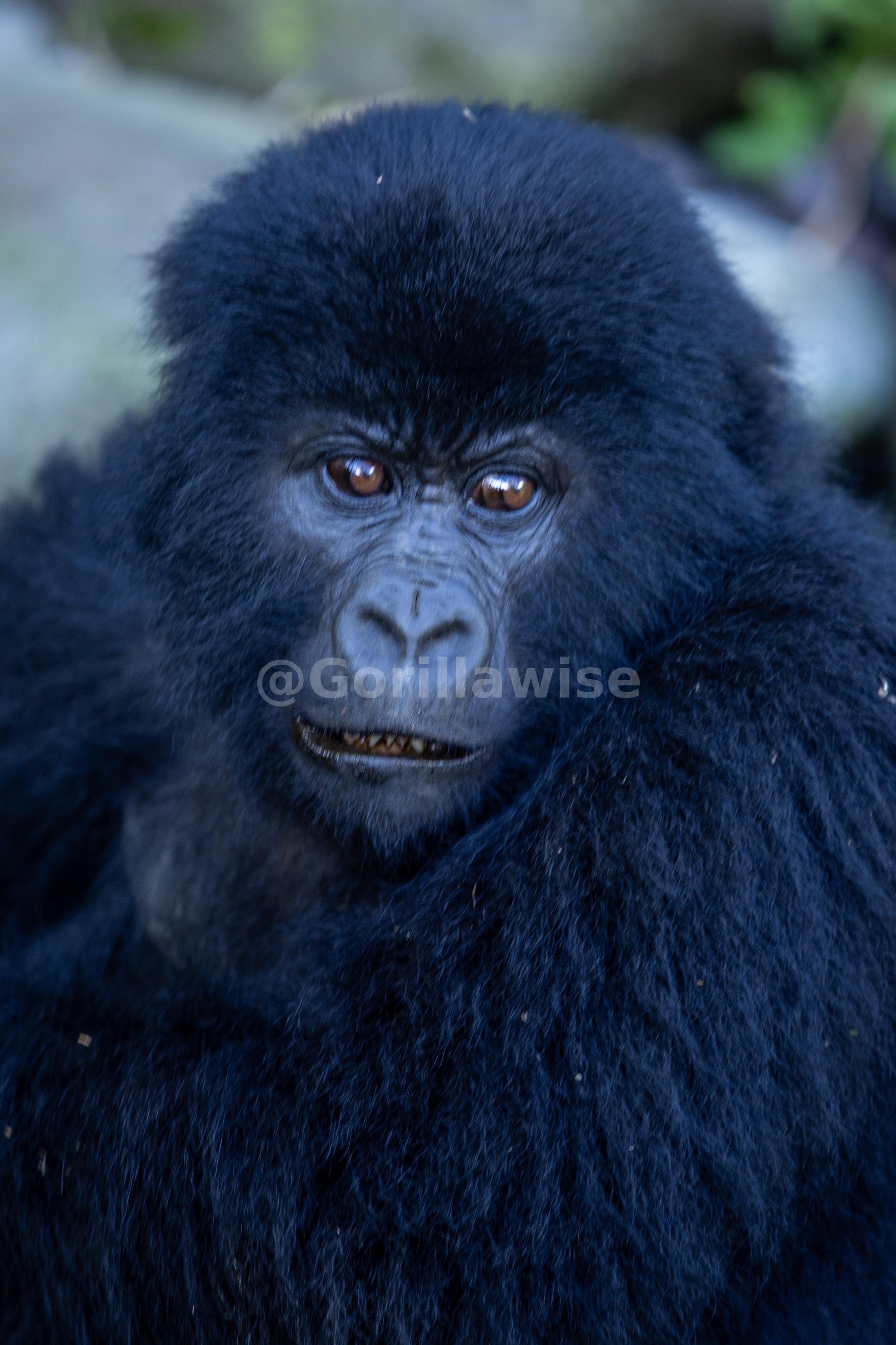 4-Day Rwanda Gorilla & Volcanoes Experience