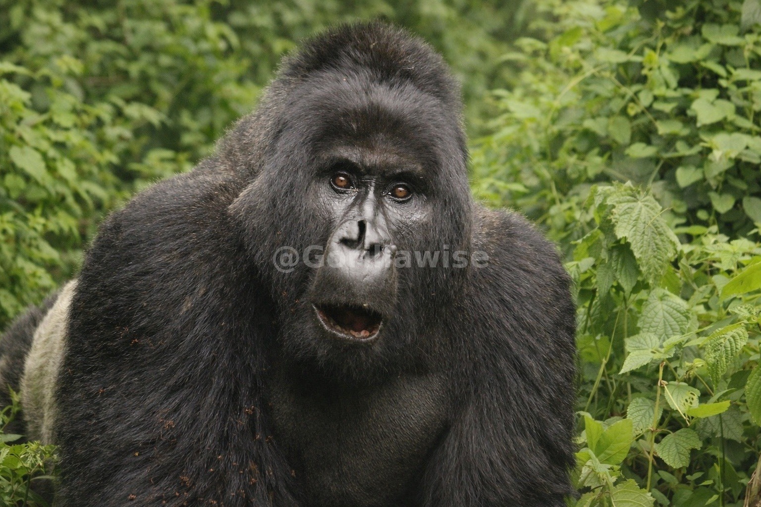 10-Day Rwanda & Uganda Gorilla Circuit