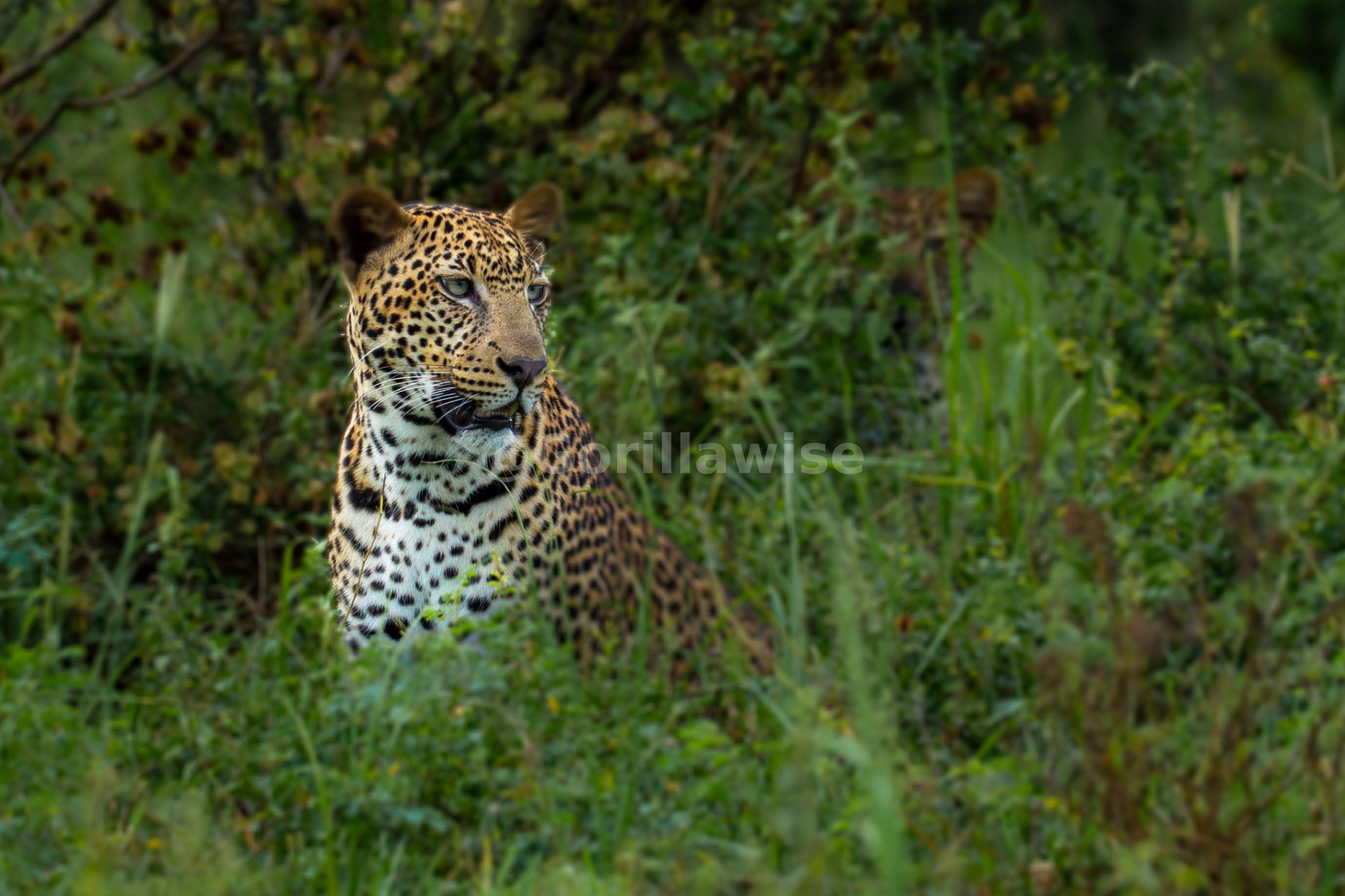 10-Day Rwanda & Uganda Big Five Safari